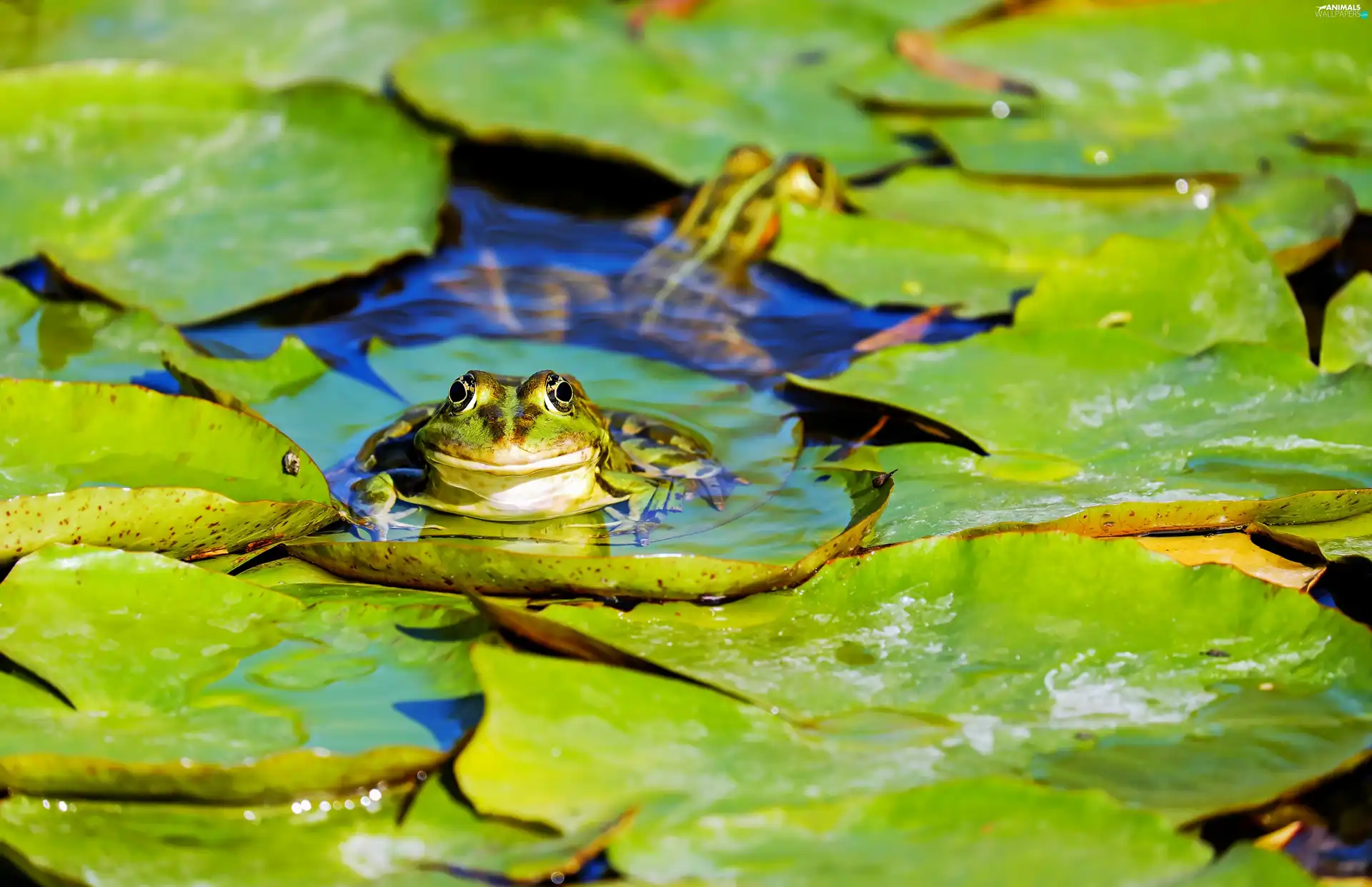 Leaf, Frogs, water