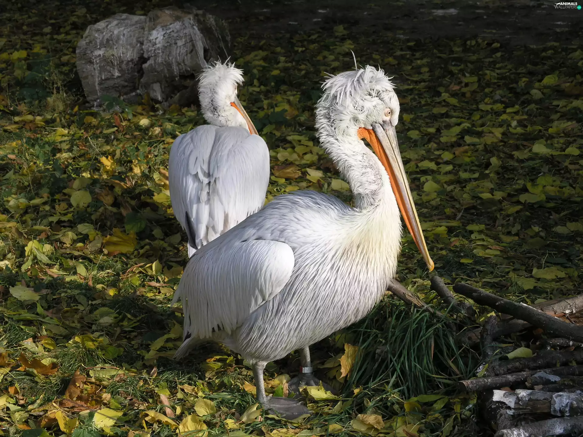Leaf, pelicans, water