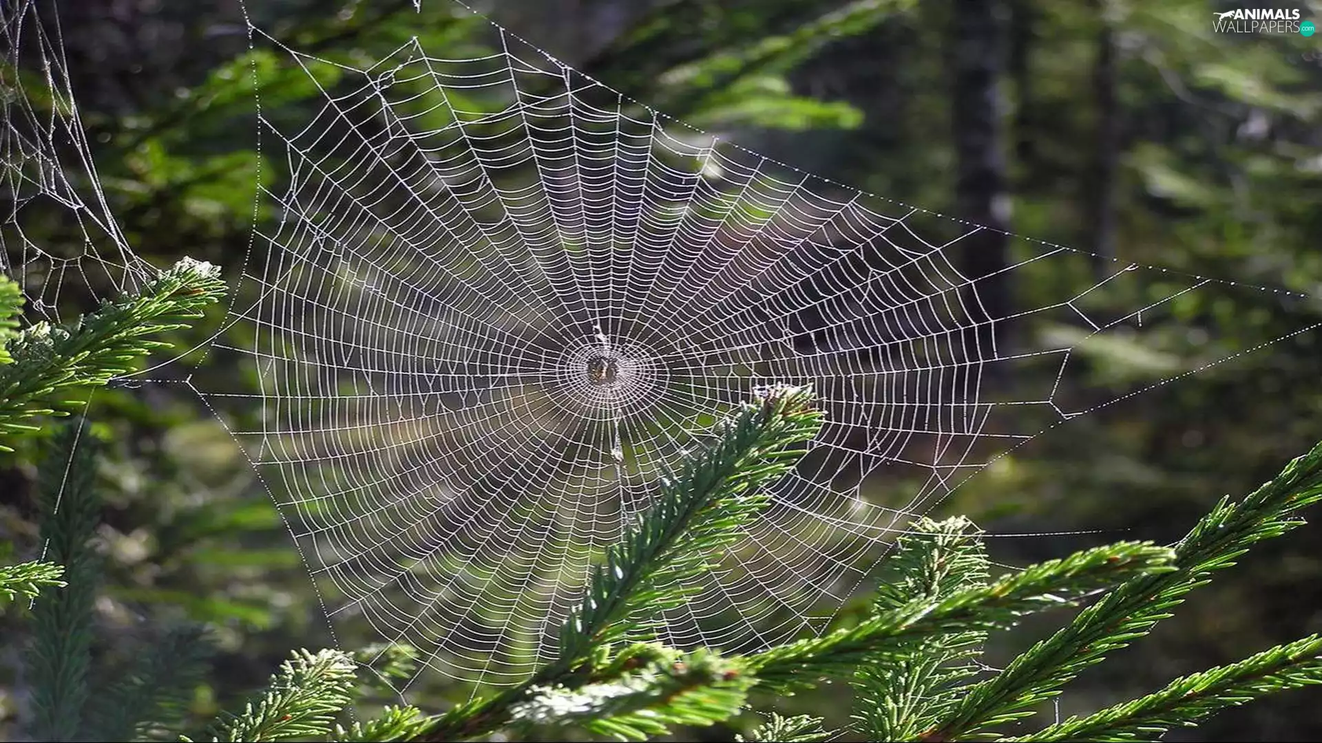 Leaf, needle, Web
