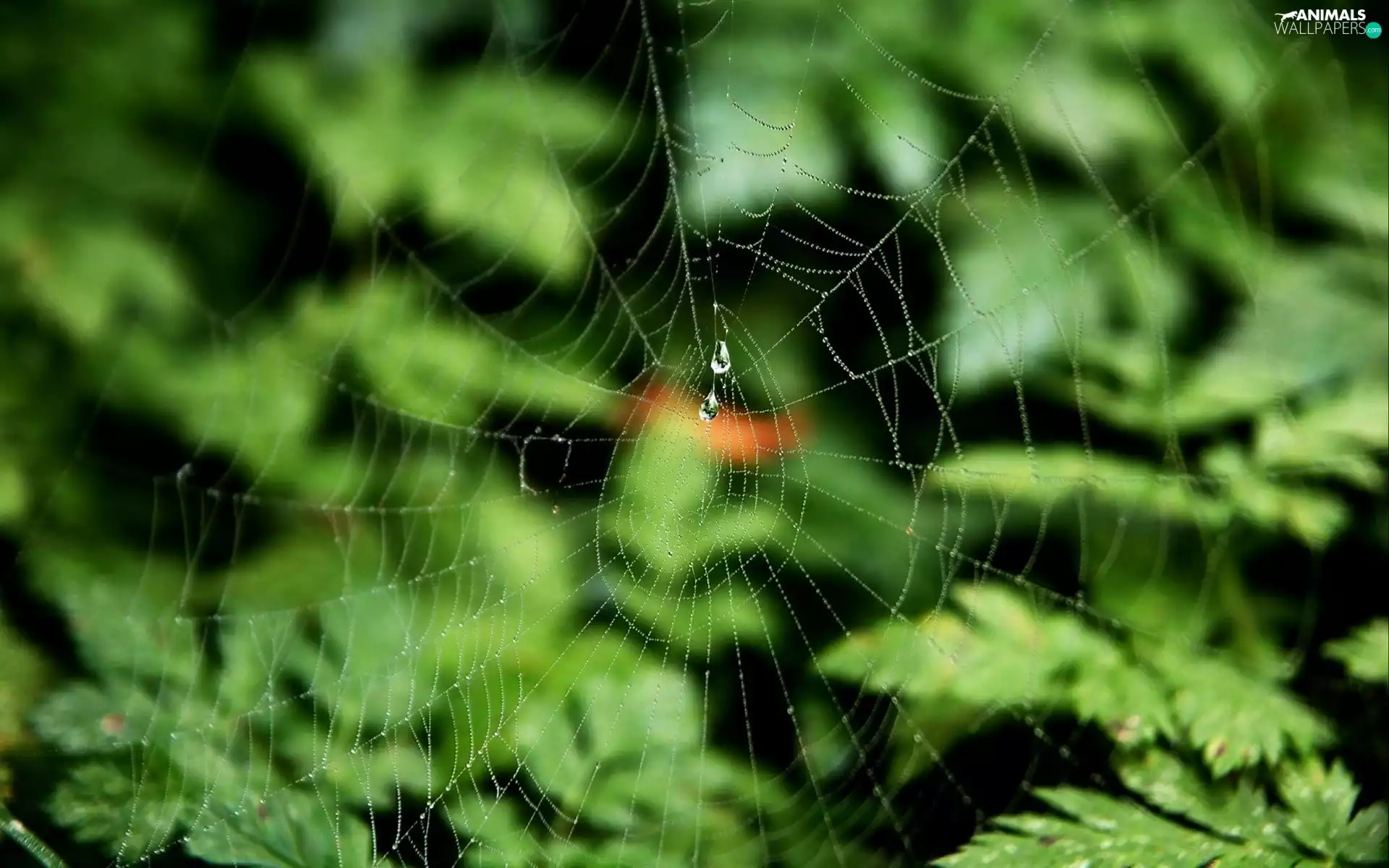 Leaf, Spider, Web