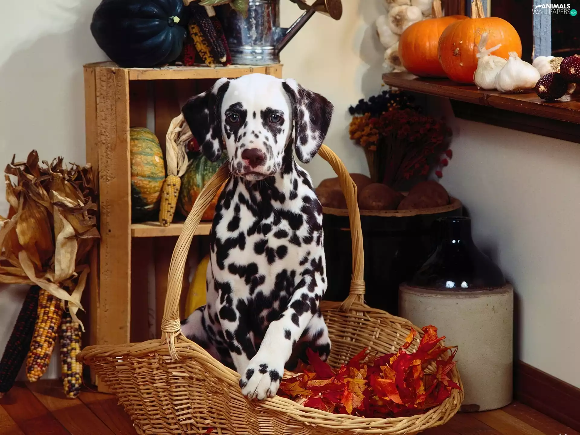 basket, Dalmatian, corn, Leaf, pumpkin, wicker