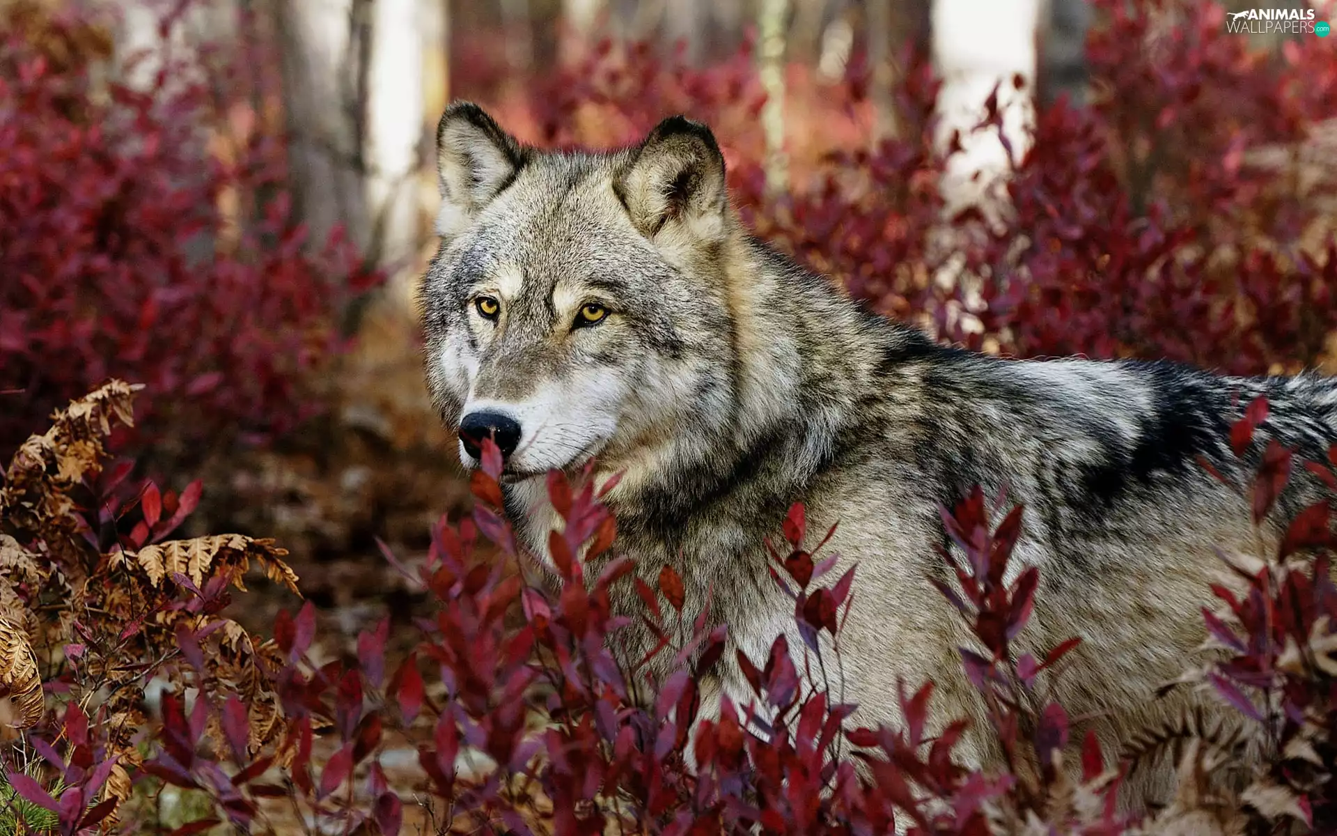 Wolf, trees, viewes, Leaf