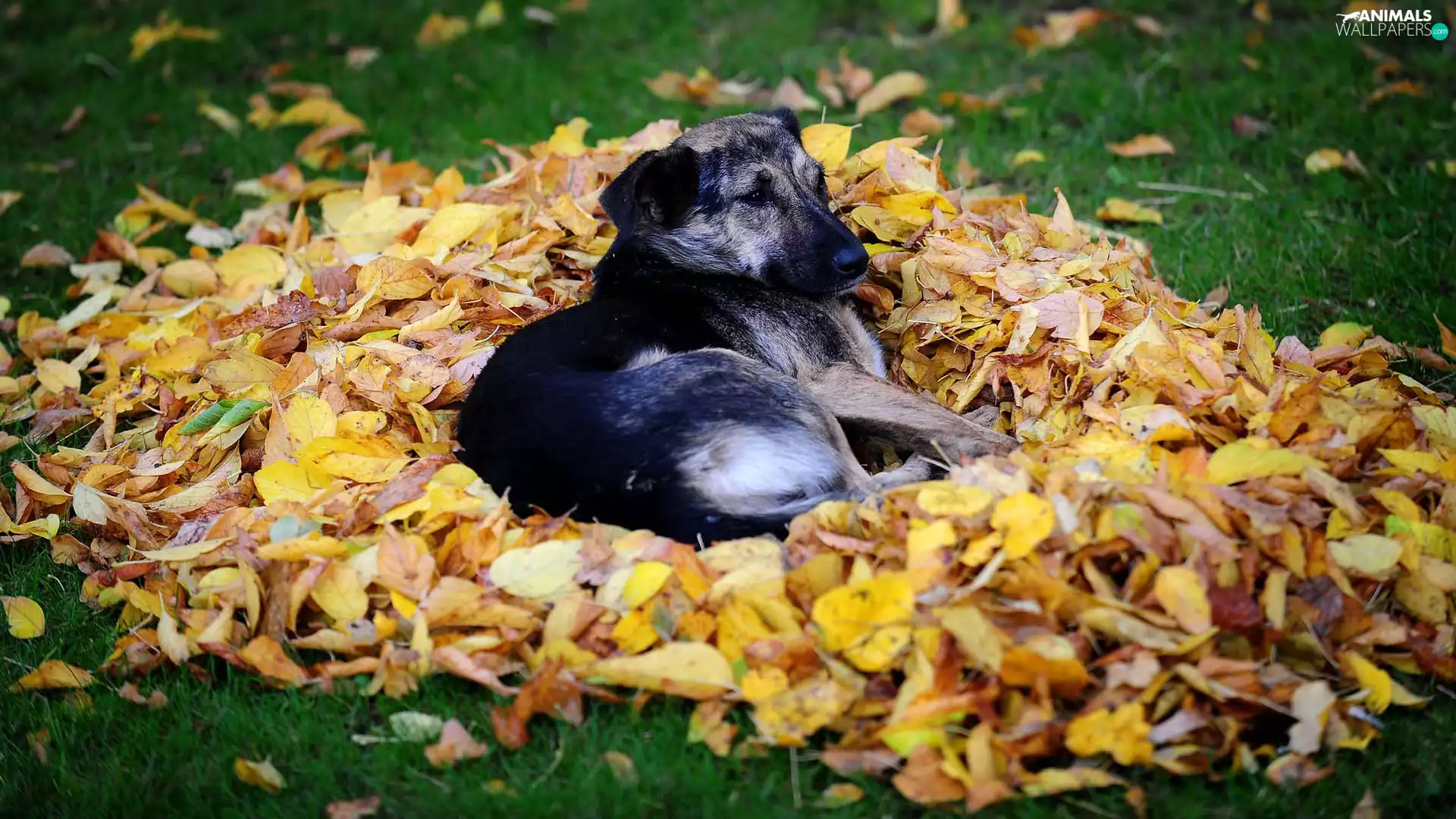 Leaf, dog, Yellowed
