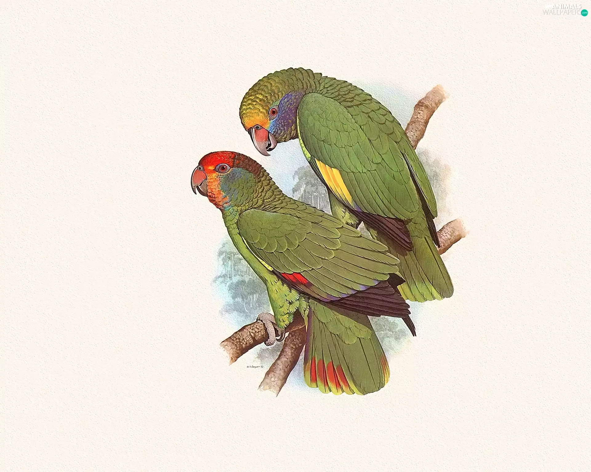 Two, Parrots, Edward Lear, green ones
