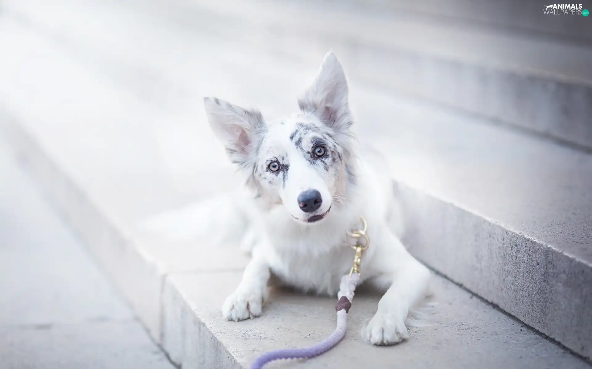 Stairs, Border Collie, Leash