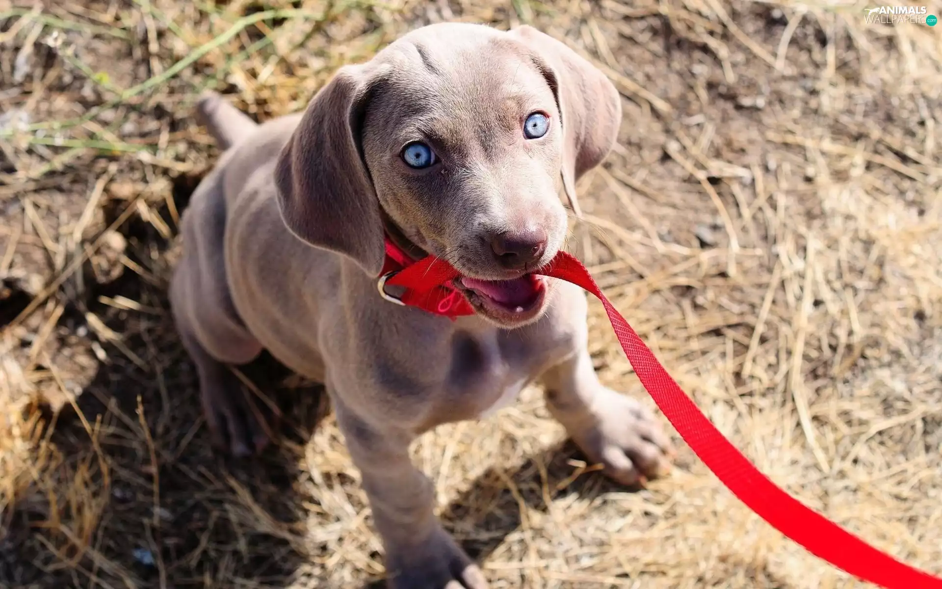 doggy, Leash, Weimaraner, red hot