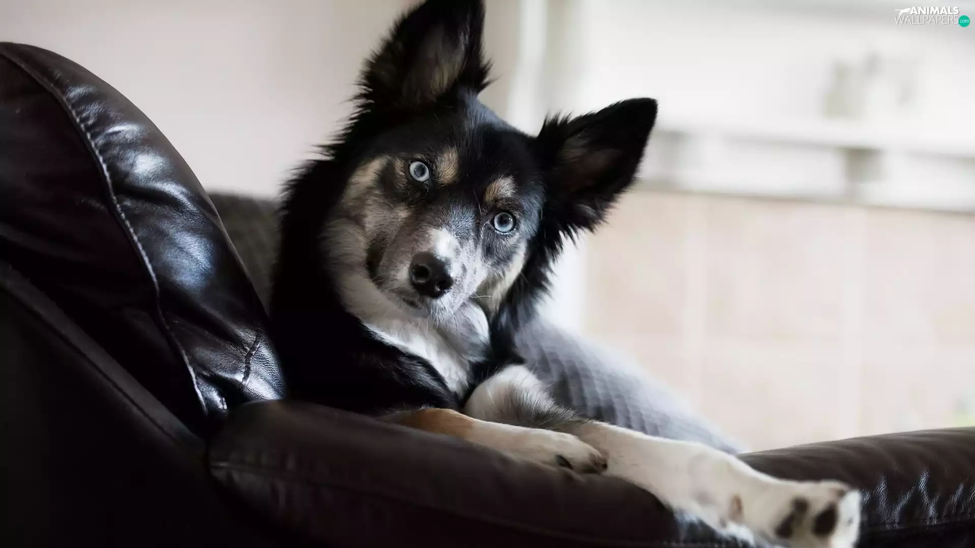 dog, support, Sofa, leathers