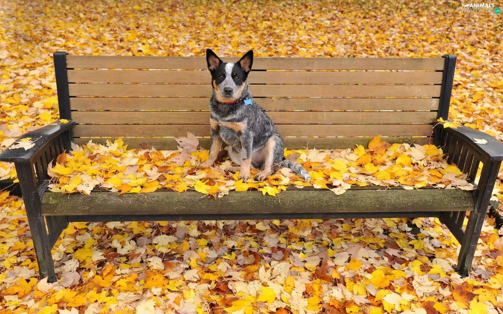 Bench, Leaves Australian cattle dog