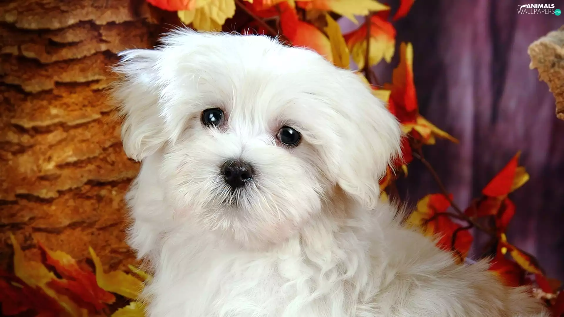 leaves, White, Bichon