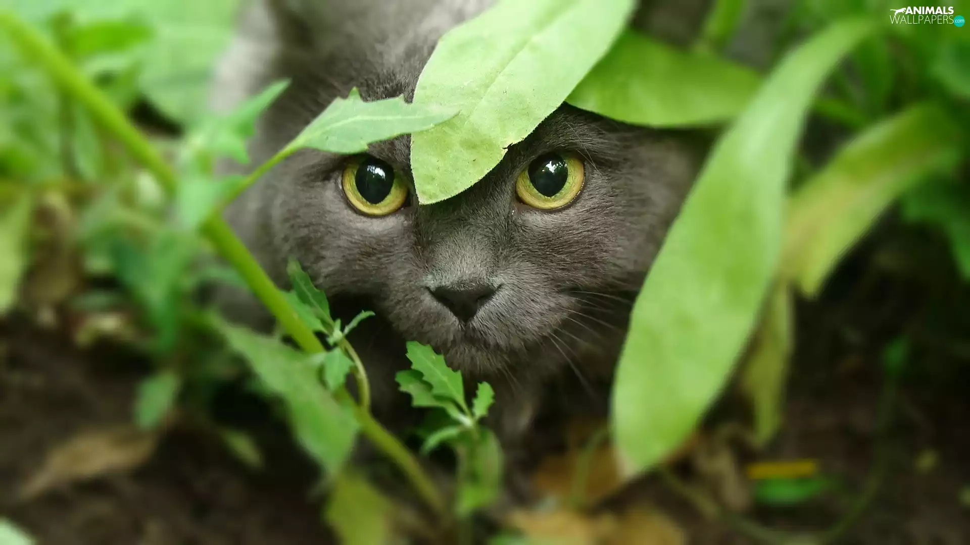 leaves, kitten, Eyes