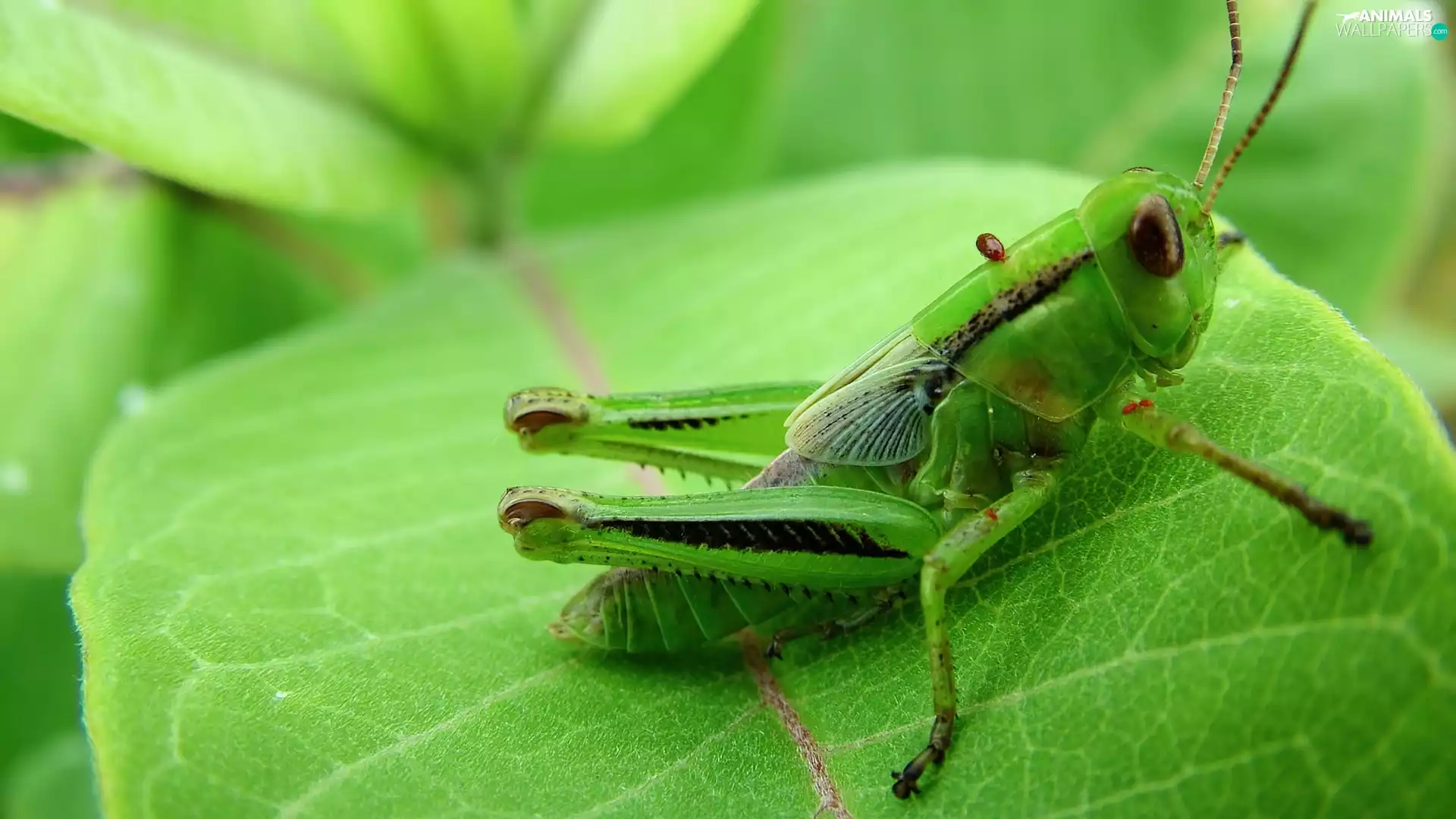 sea-horse, field, leaves, Green, green ones