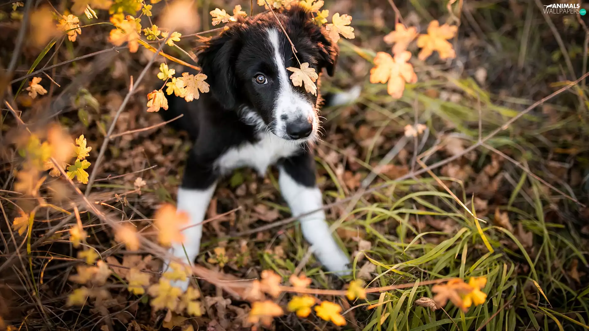 Puppy, leaves, grass, Border Collie