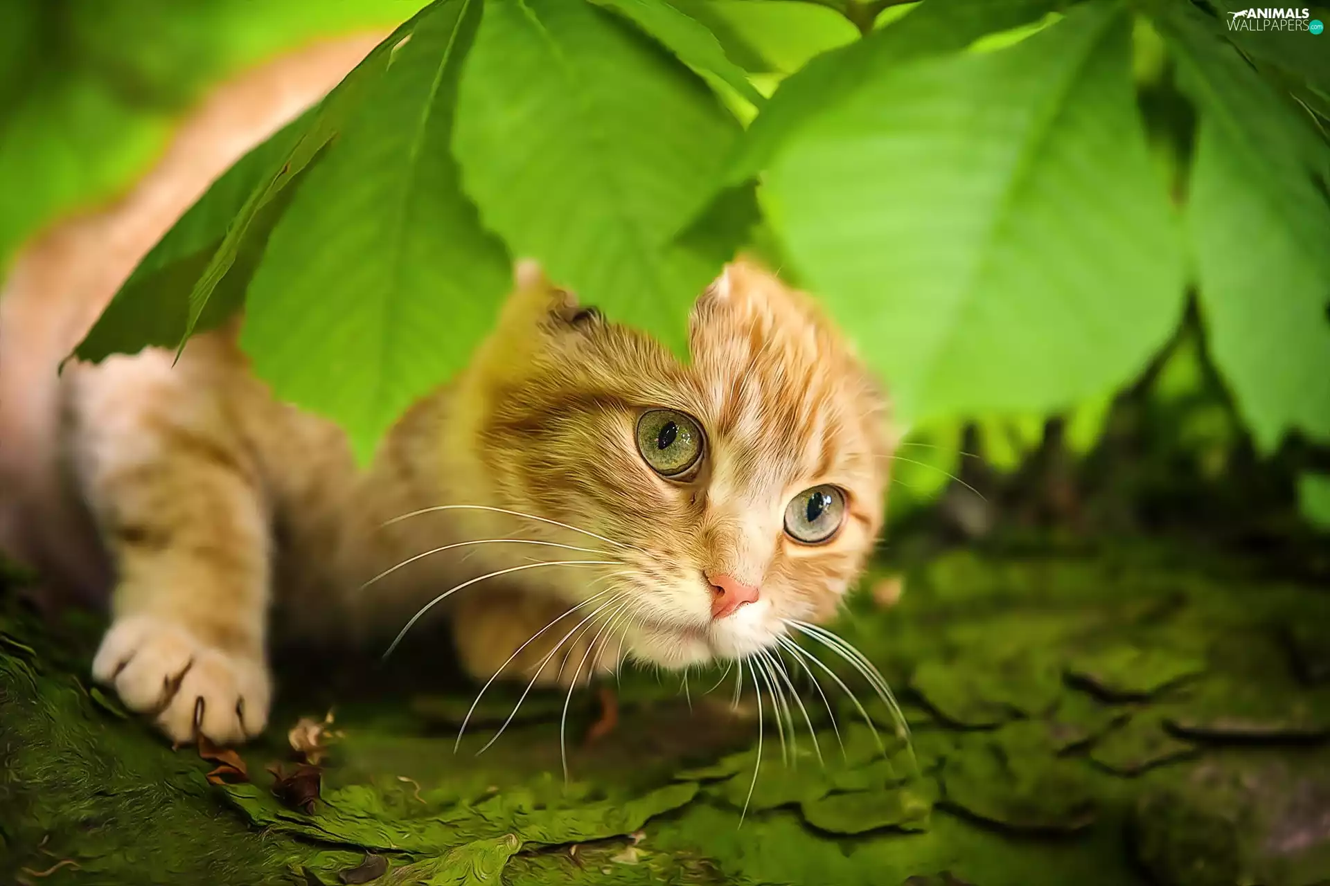 leaves, ginger, kitten