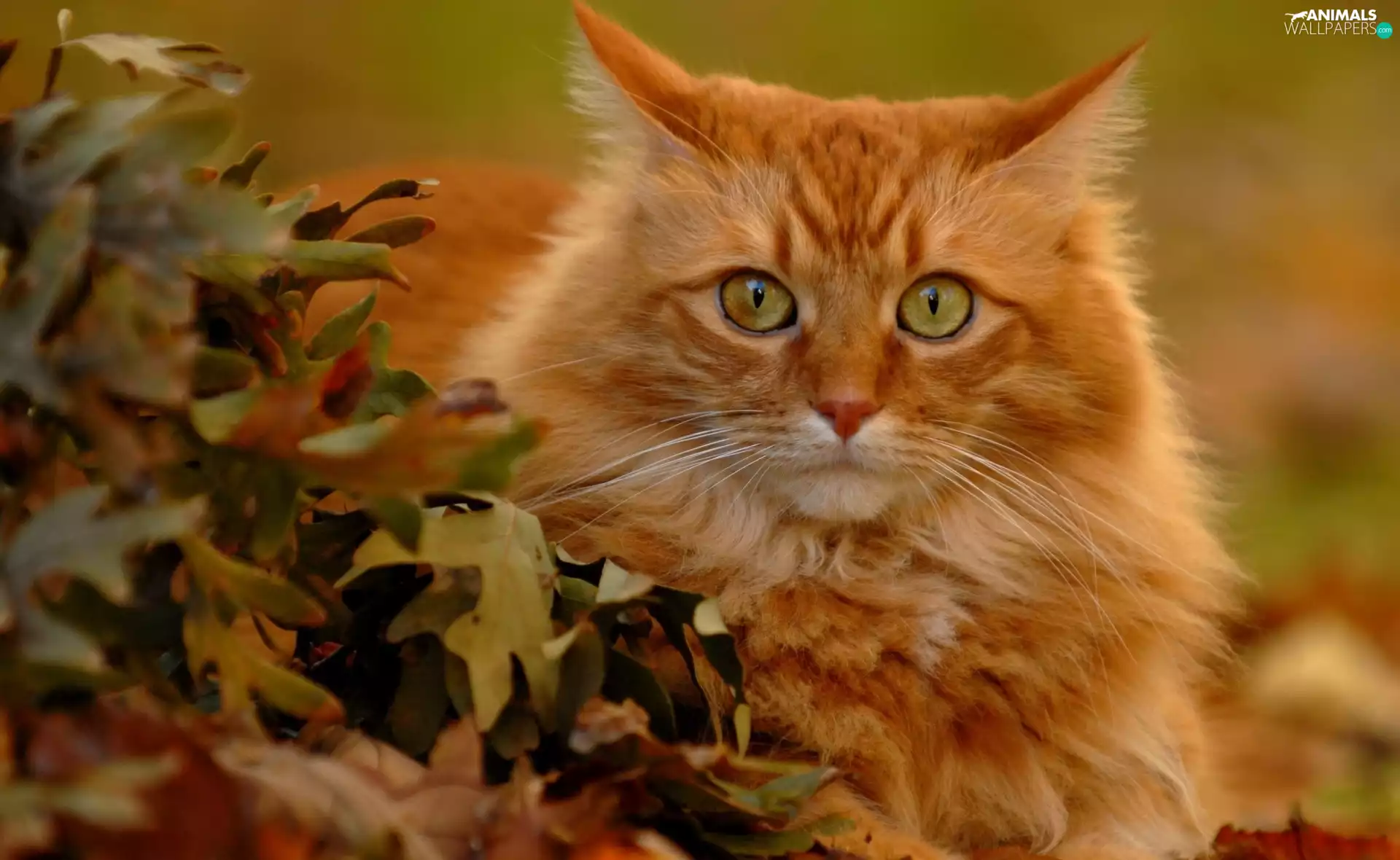 leaves, ginger, kitten