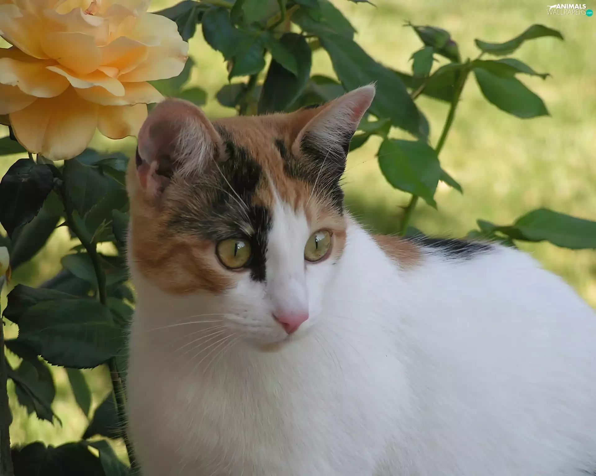 leaves, kitten, rose