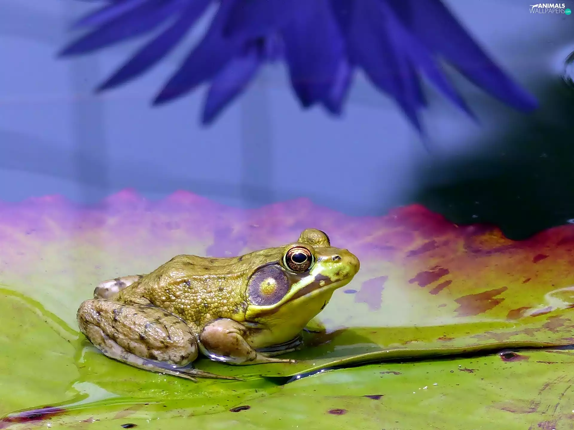 strange frog, Water Leaves