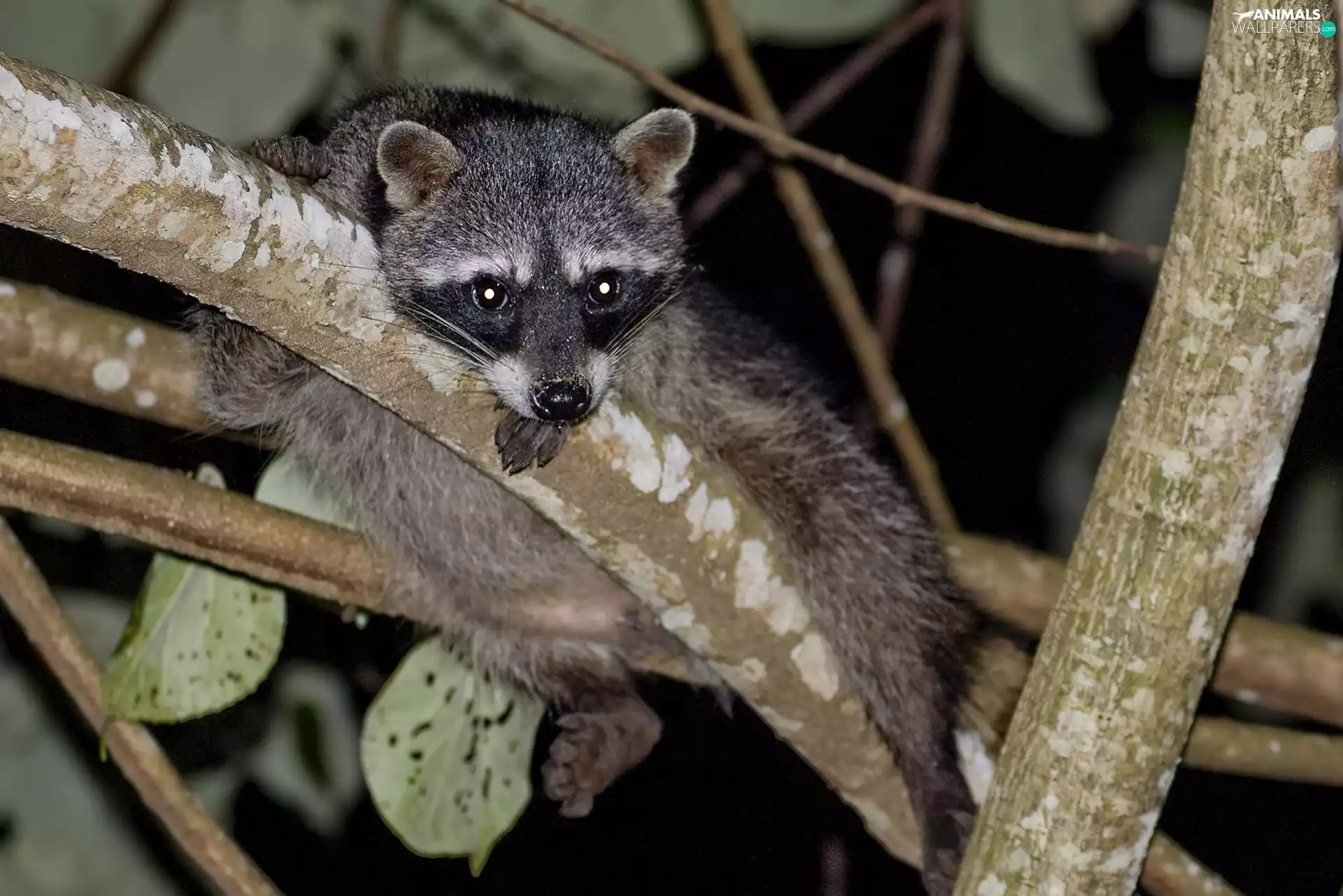 leaves, lemur, trees