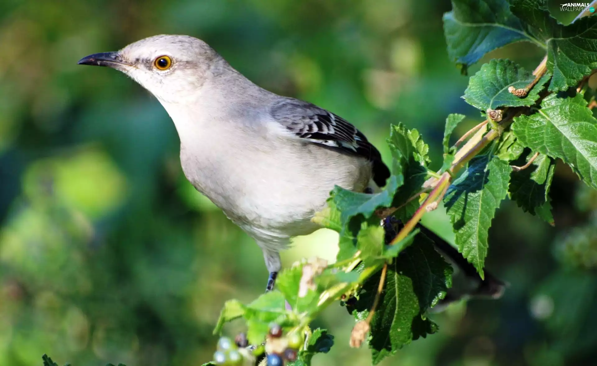 leaves, birdies, twig