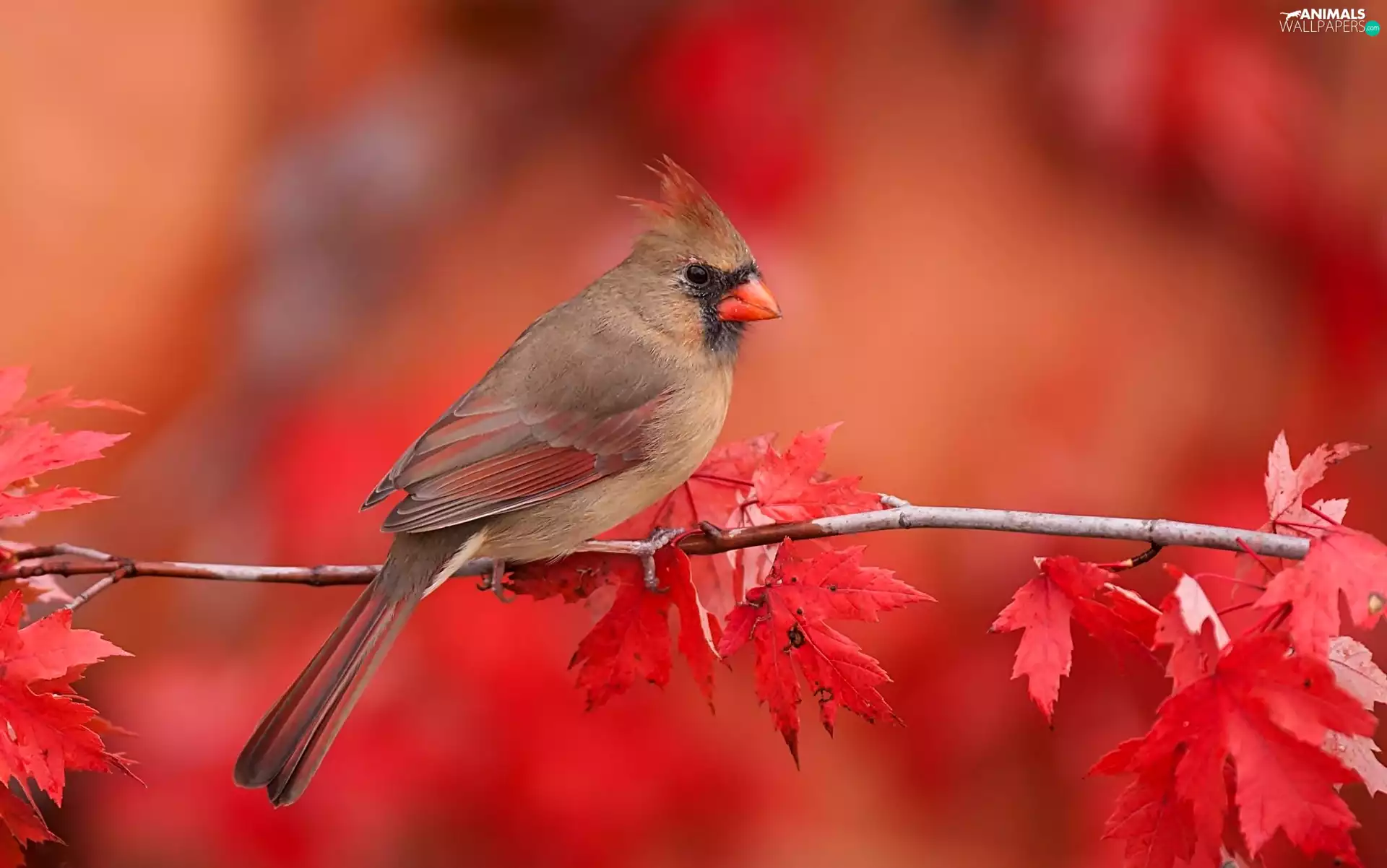 leaves, cardinal, twig