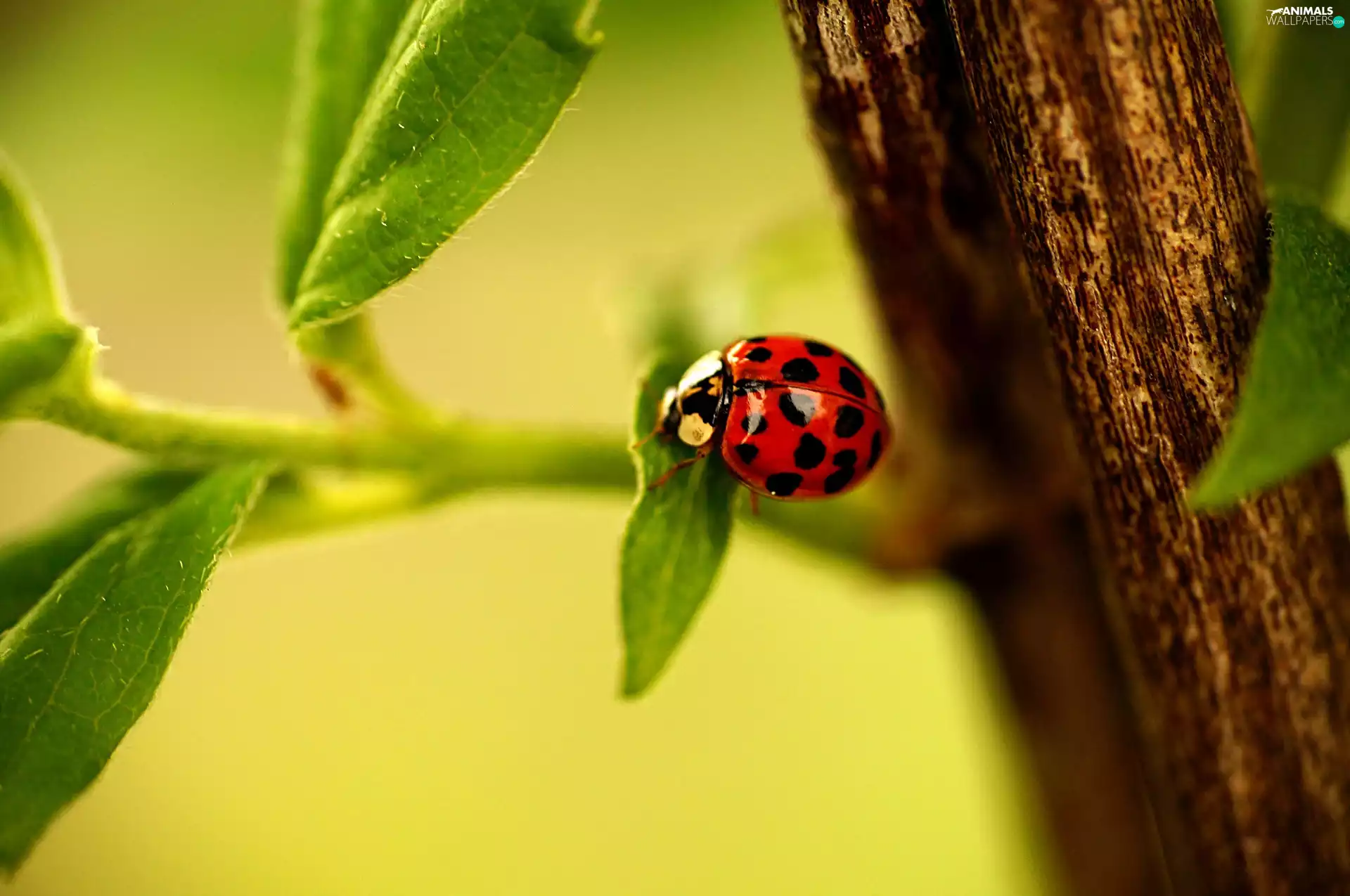 leaves, ladybird, twig