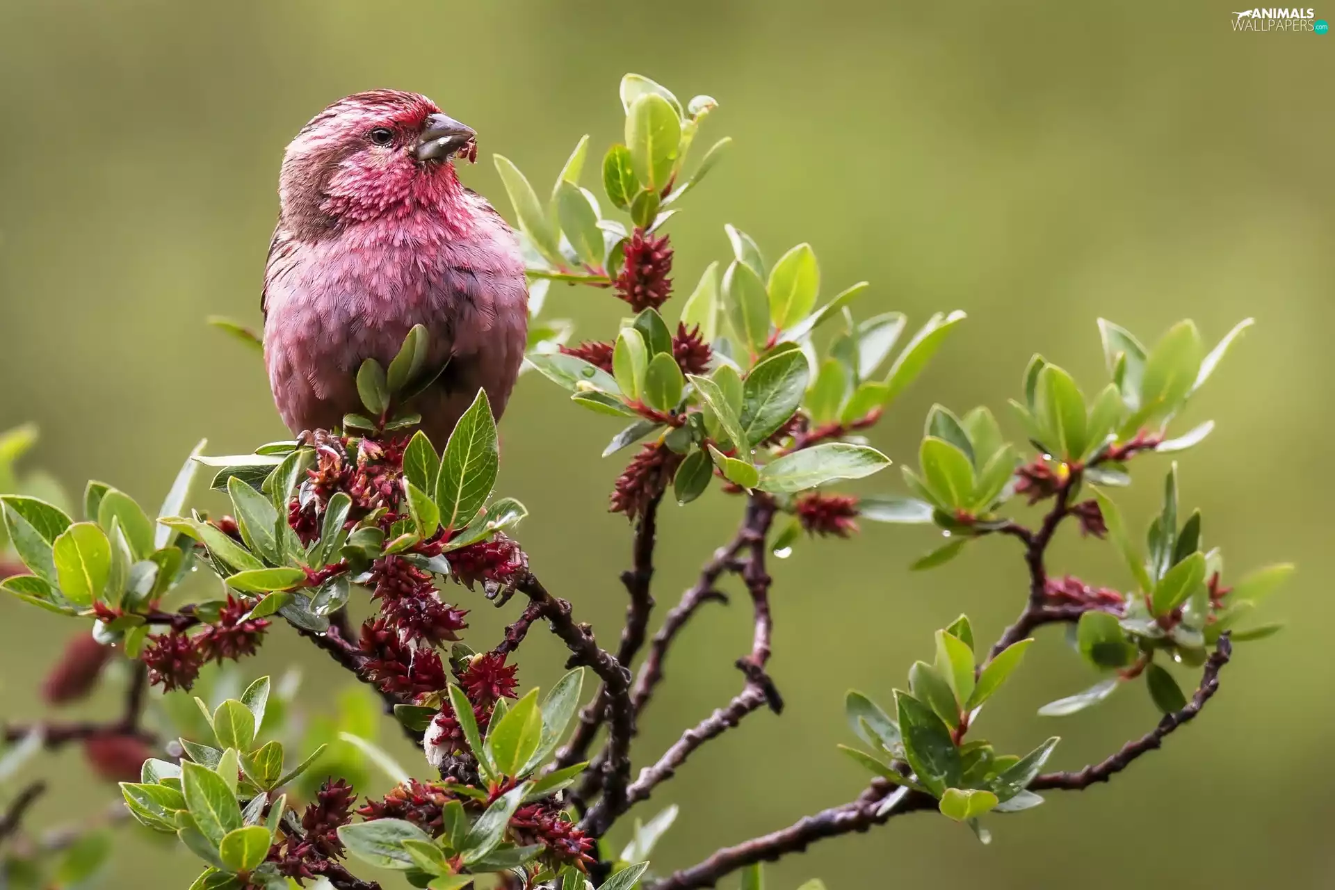 leaves, Bird, Twigs