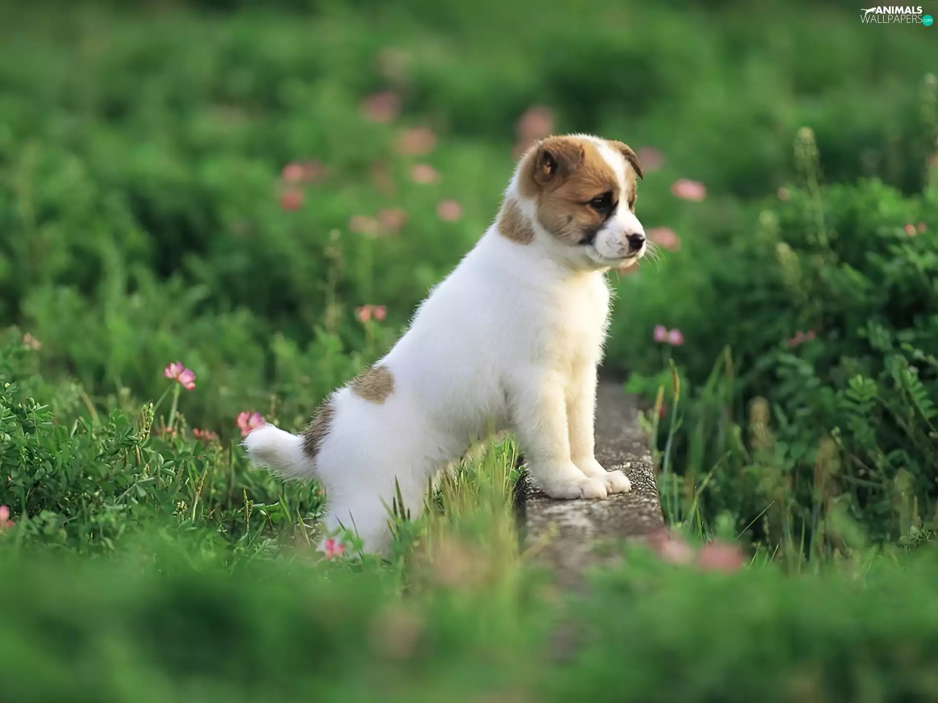 ledge, honeyed, doggie