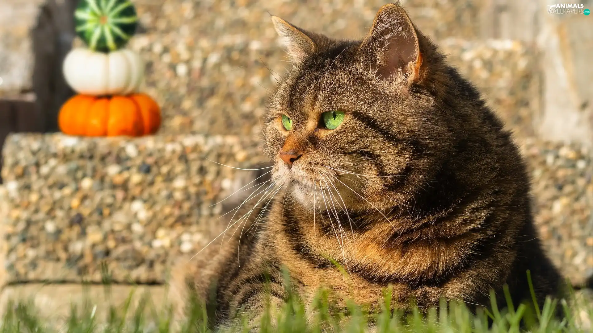 cat, Green-eyed, ledge, pumpkin, grass, dun