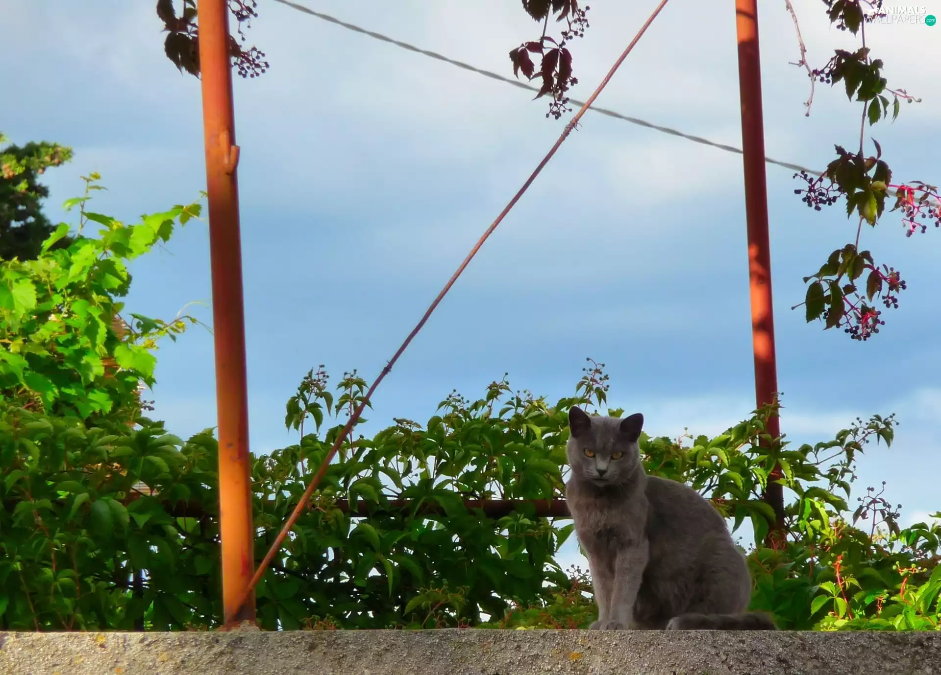 kitten, wild, grapes, ledge