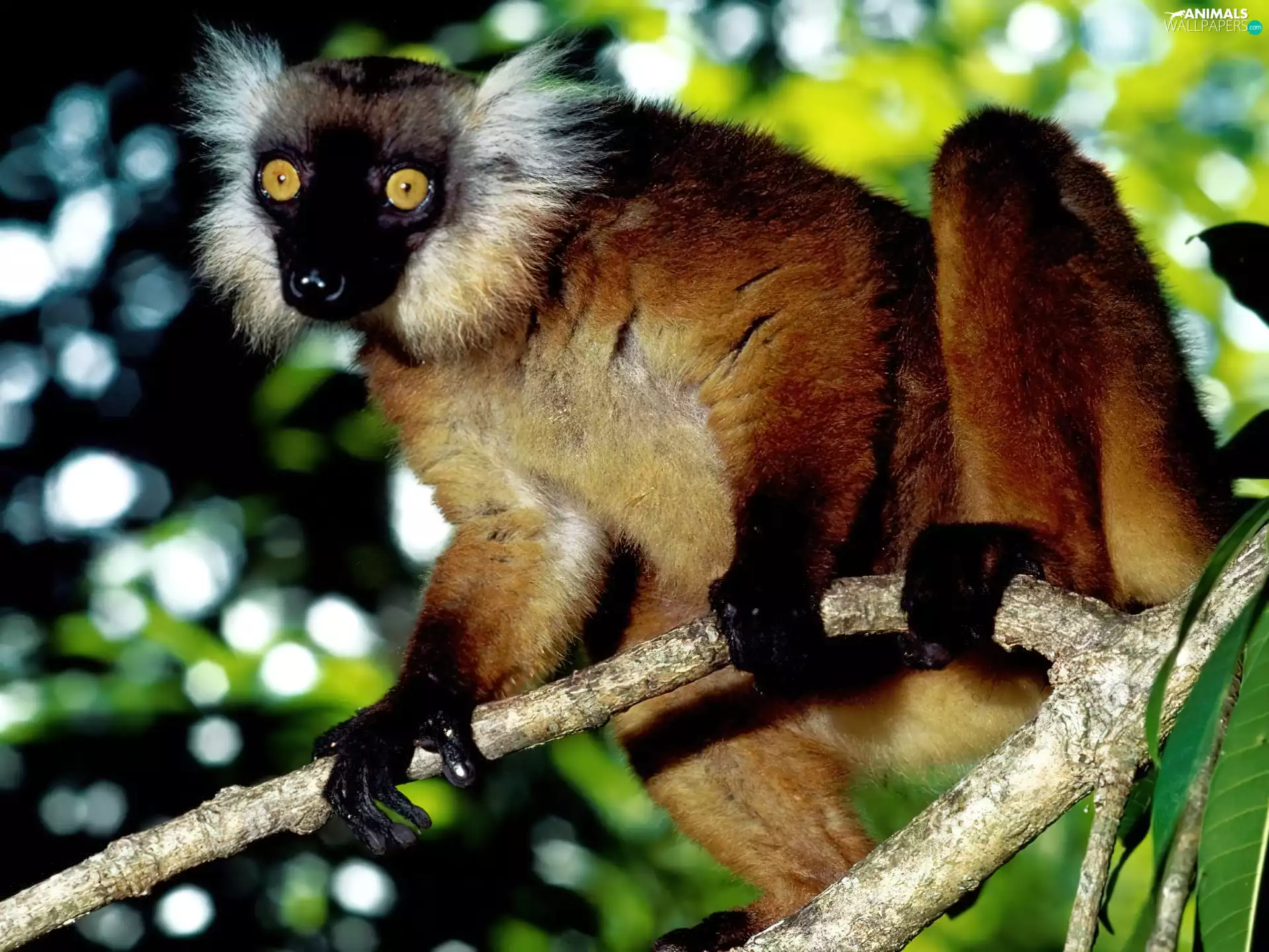 lemur
