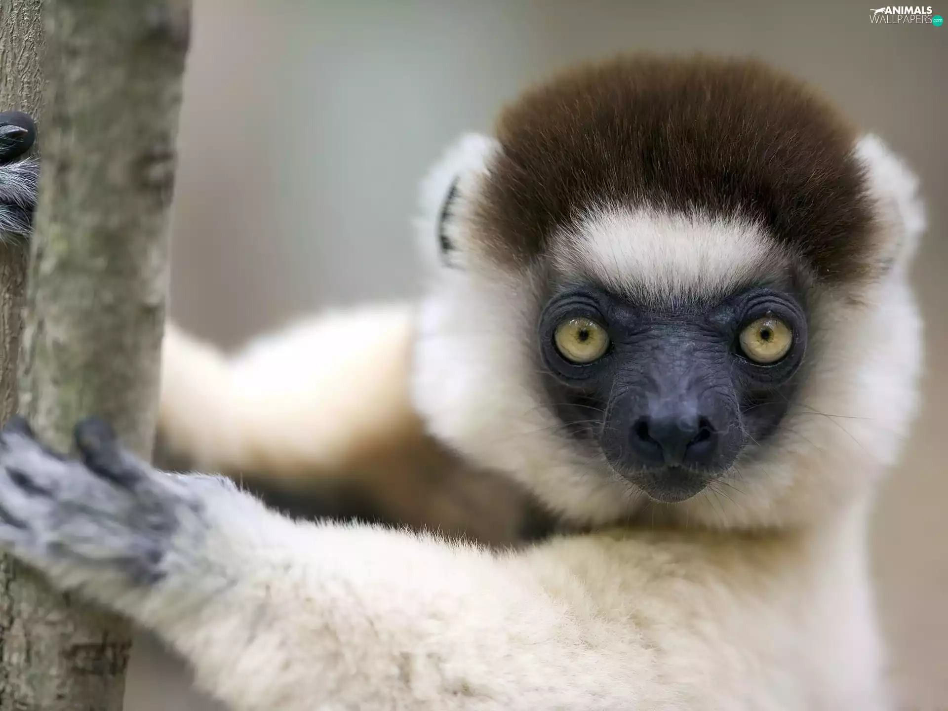 lemur, white, Black