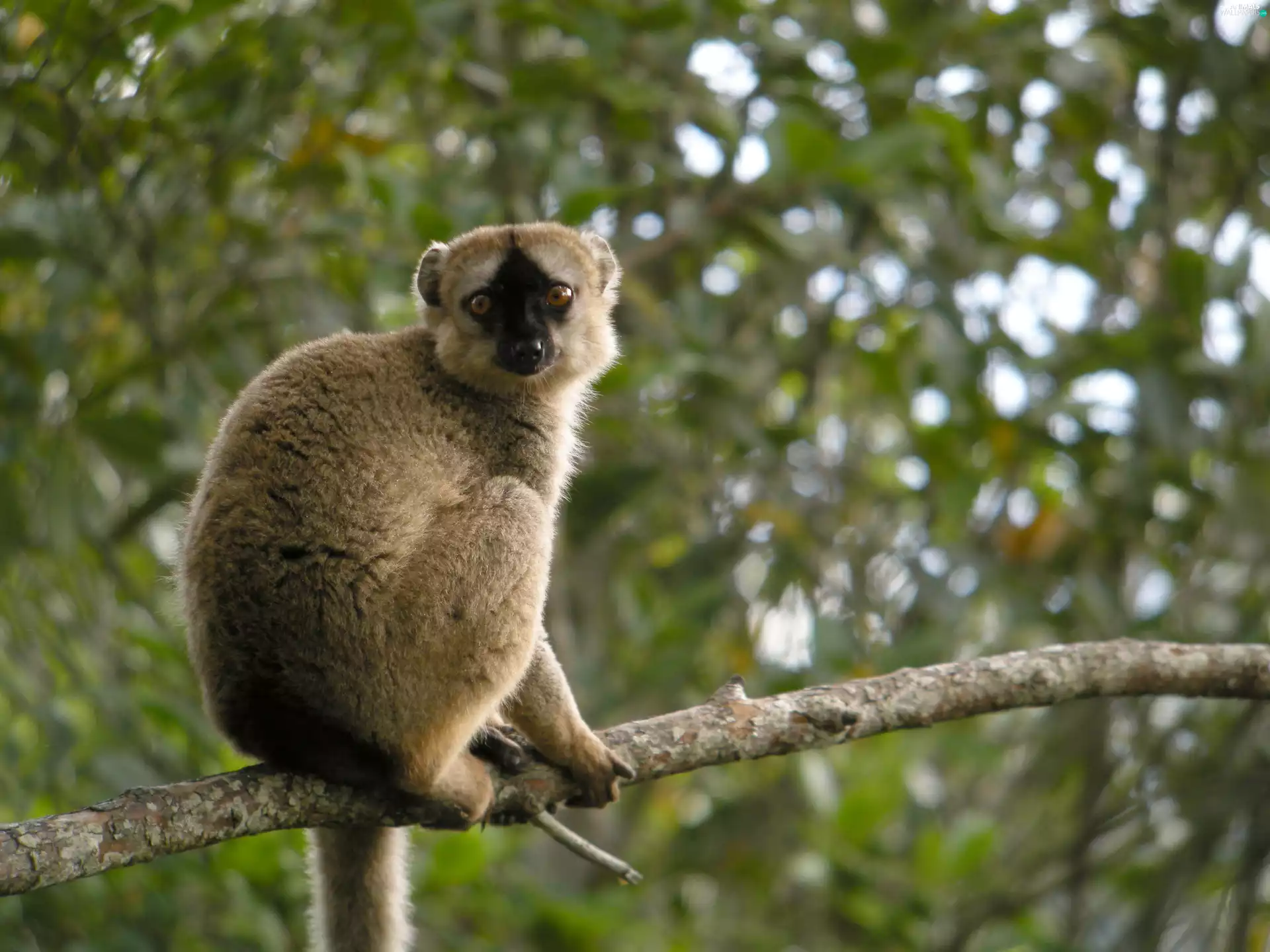 lemur, branch