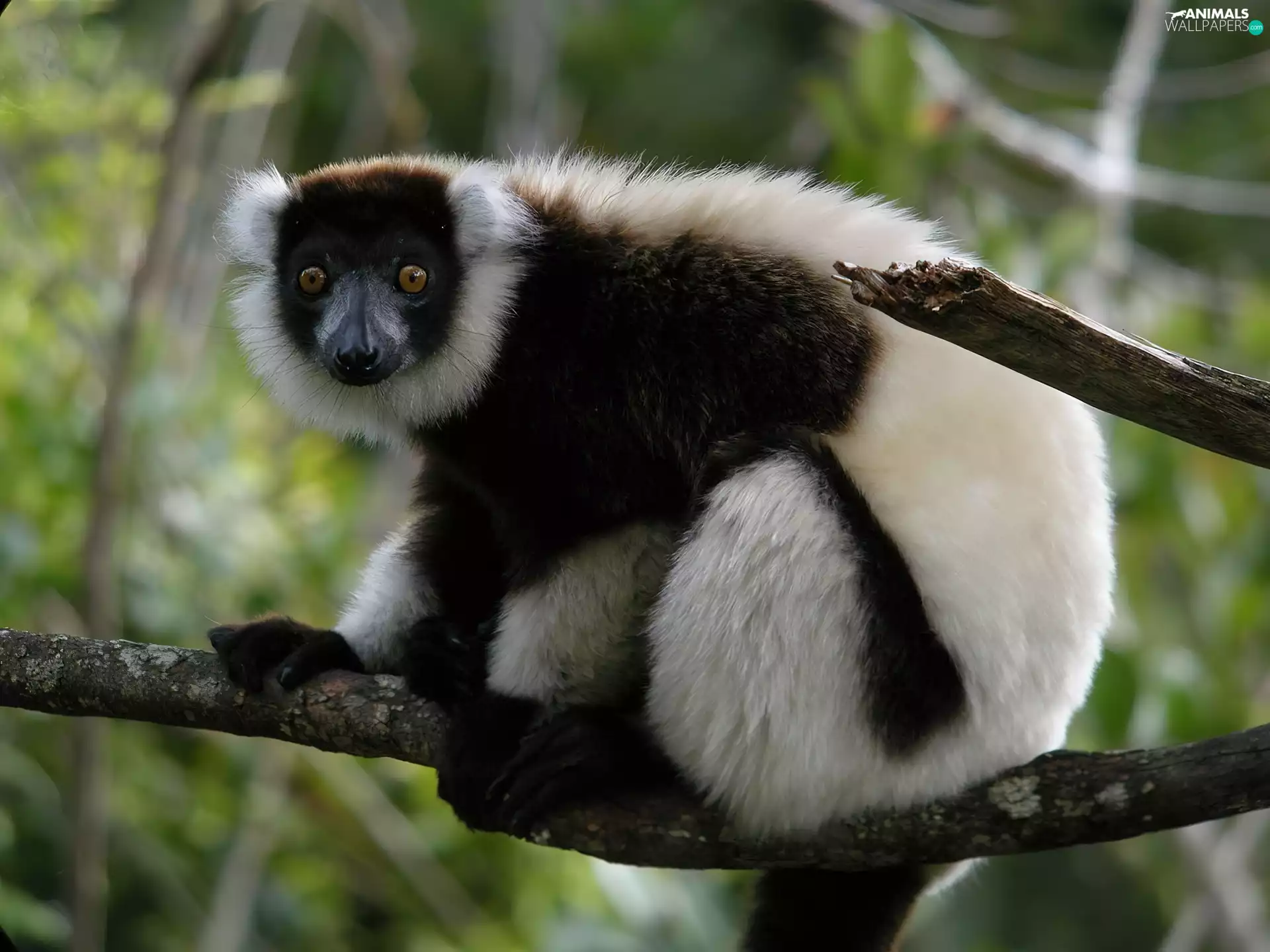 lemur, branch
