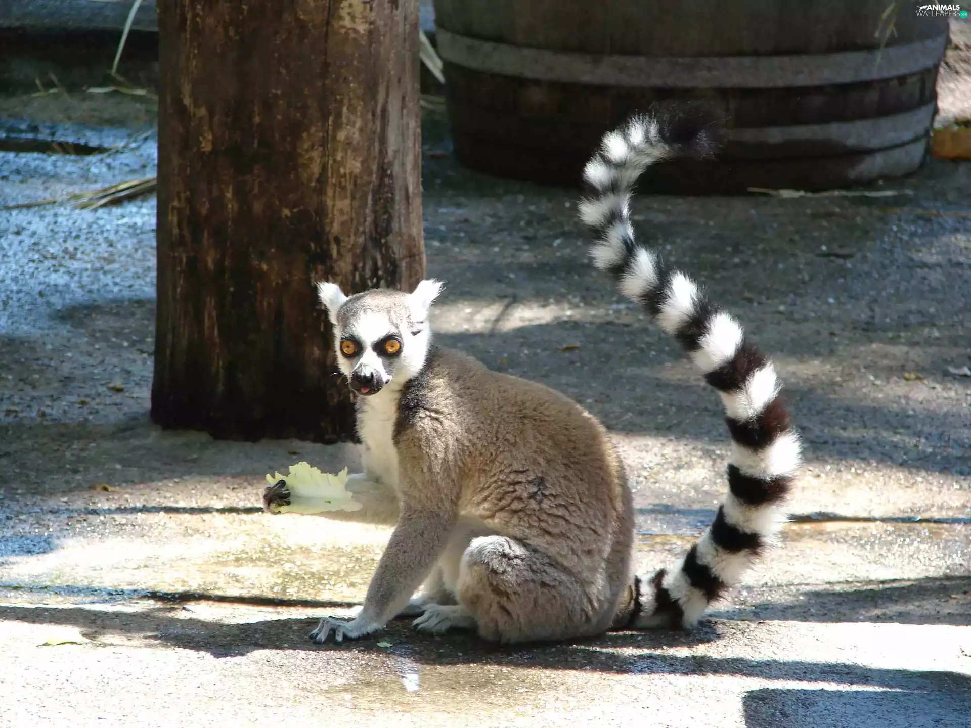 Lemur katta, cabbage