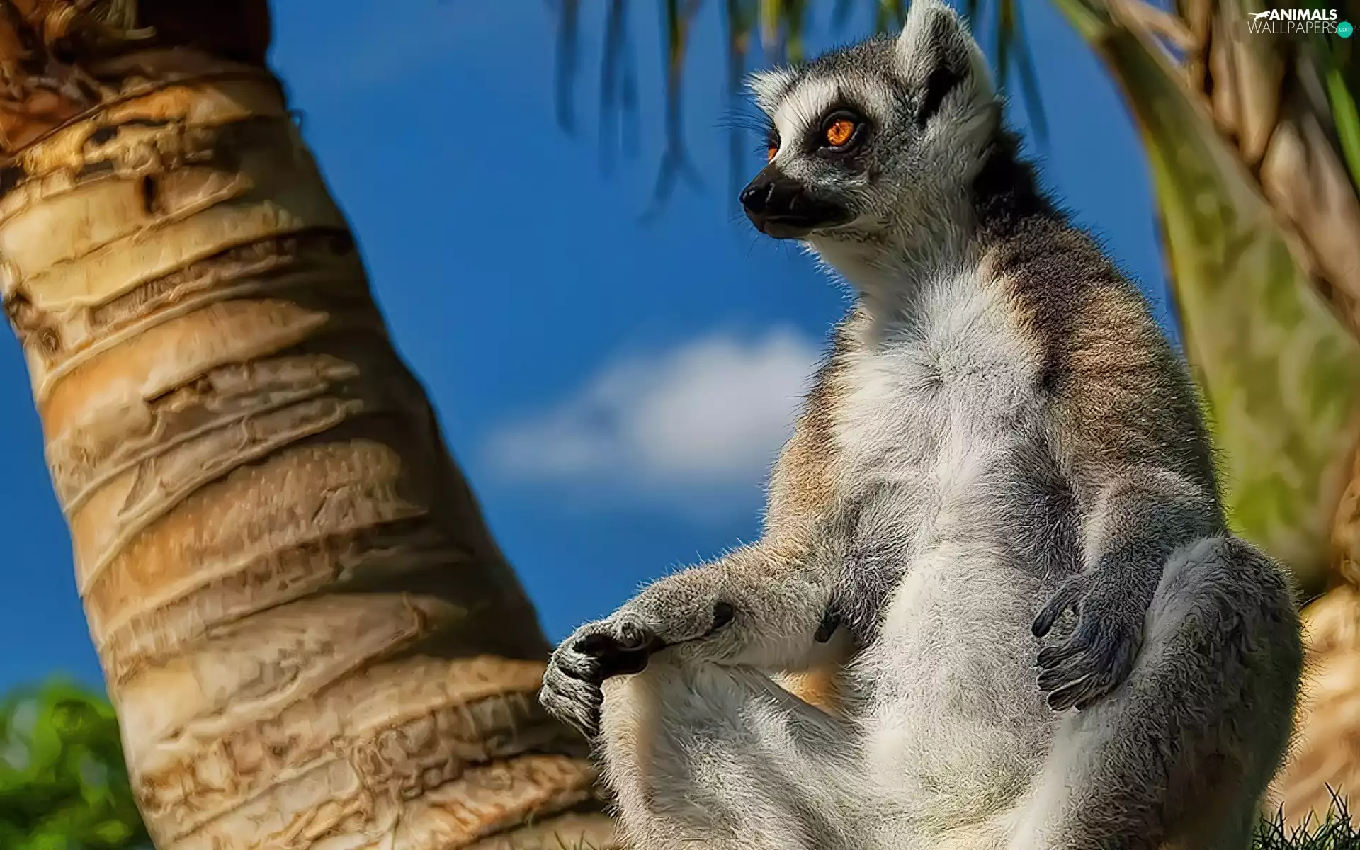 lemur, Palms