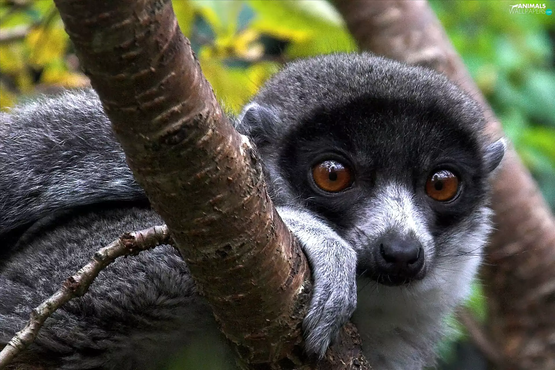 lemur, trees