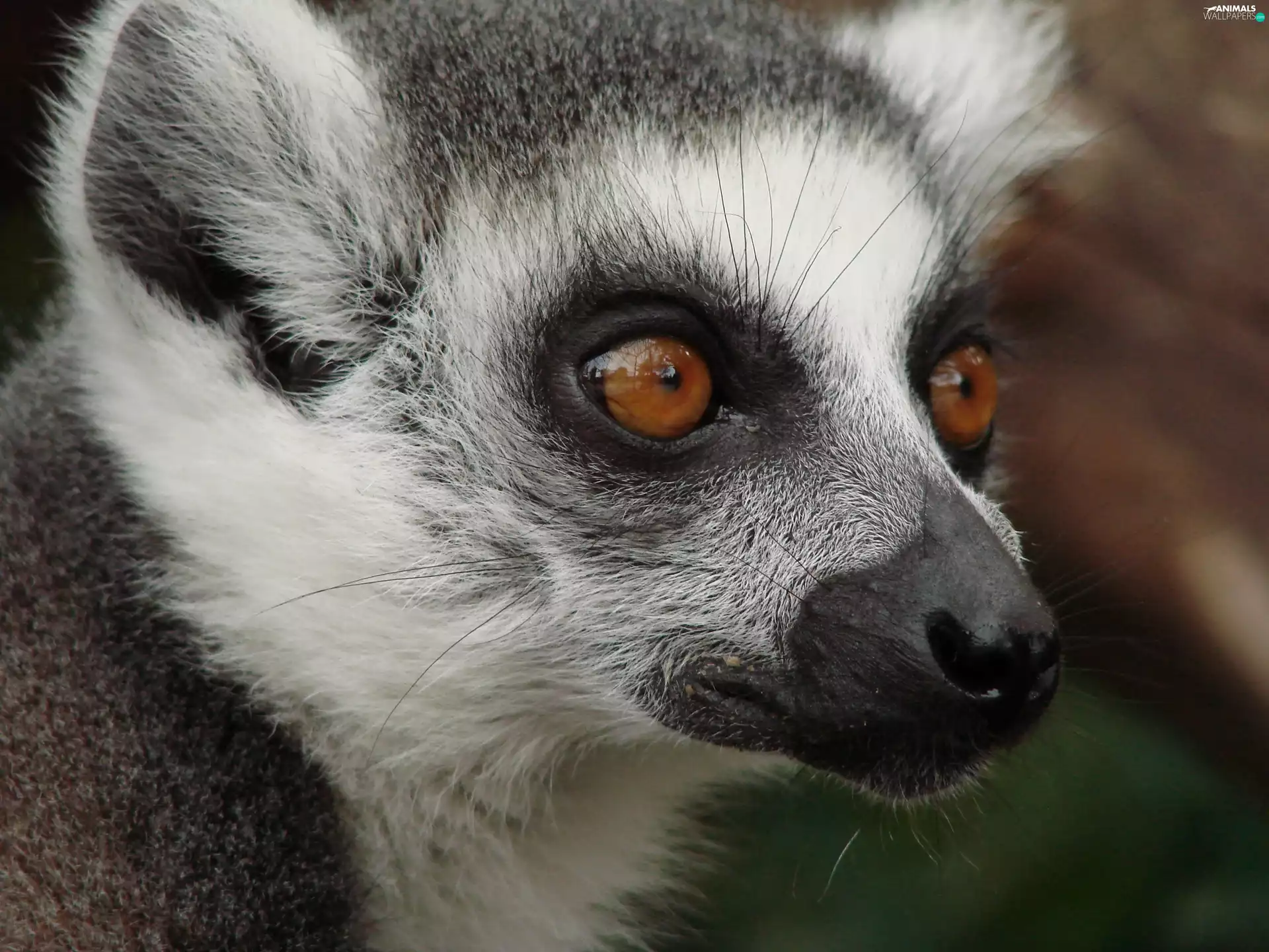 lemur