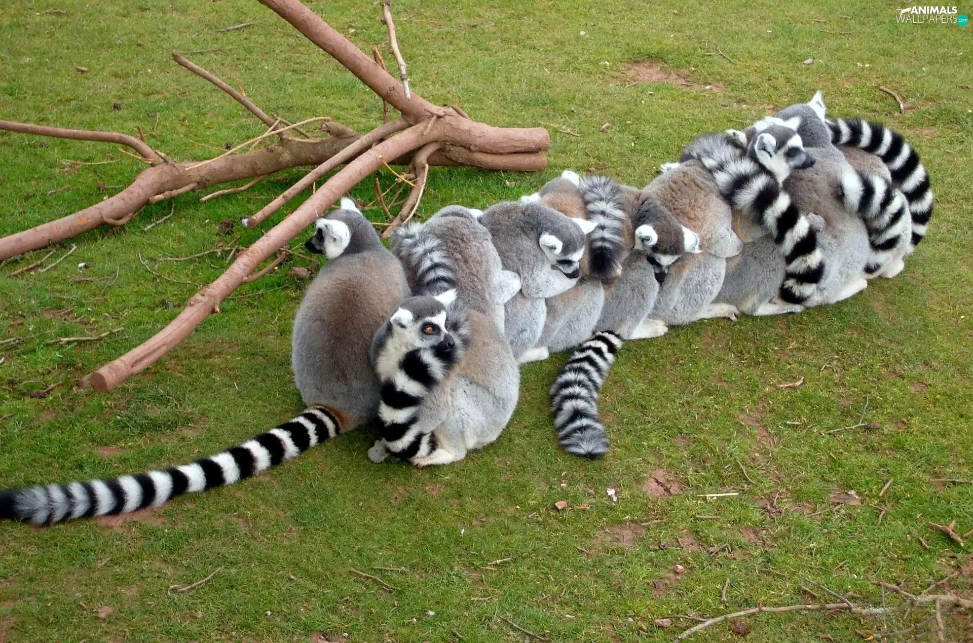 flock, Lemurów, trees, viewes, branches
