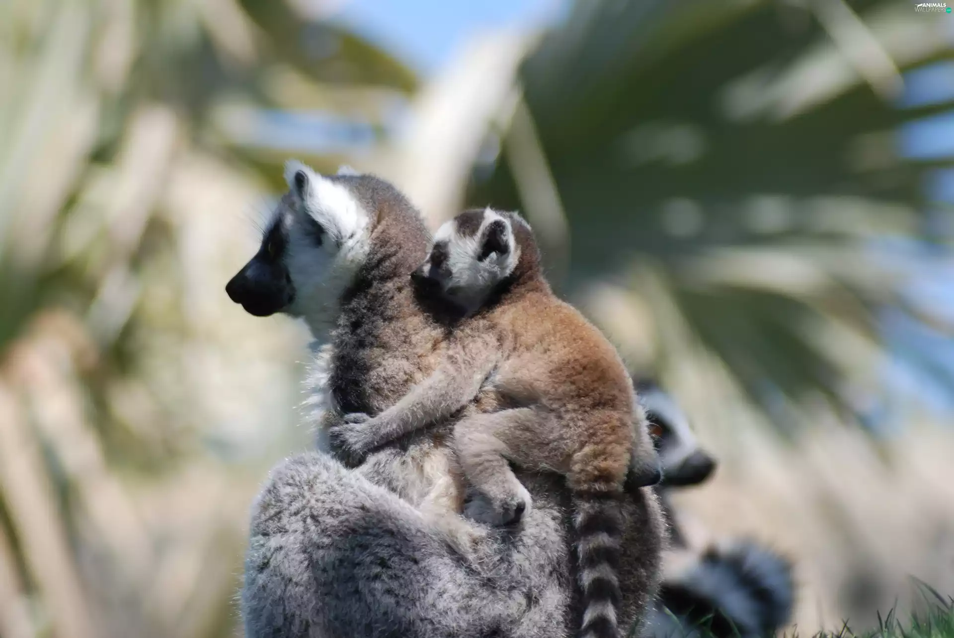 lemurs