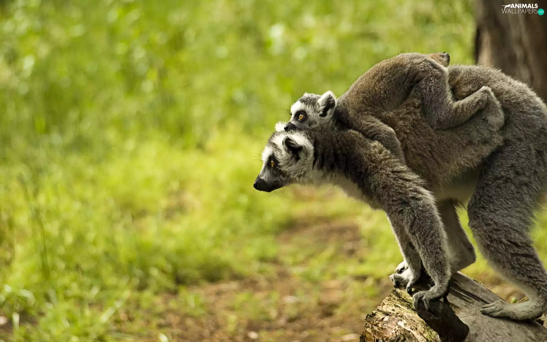 lemurs