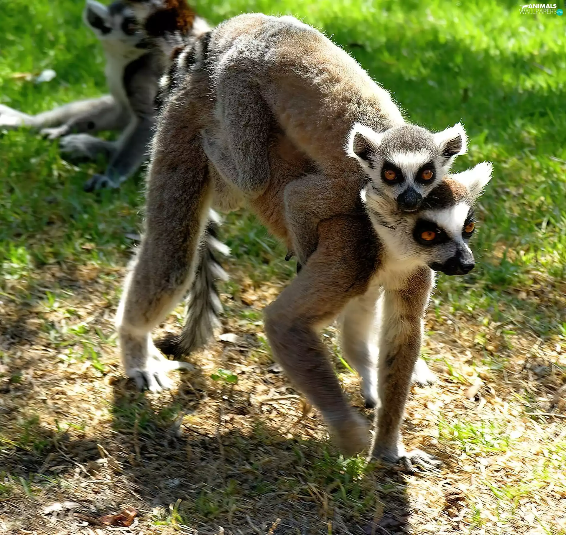 lemurs
