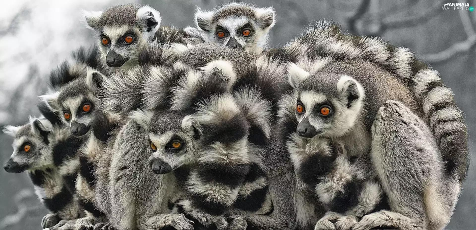 lemurs