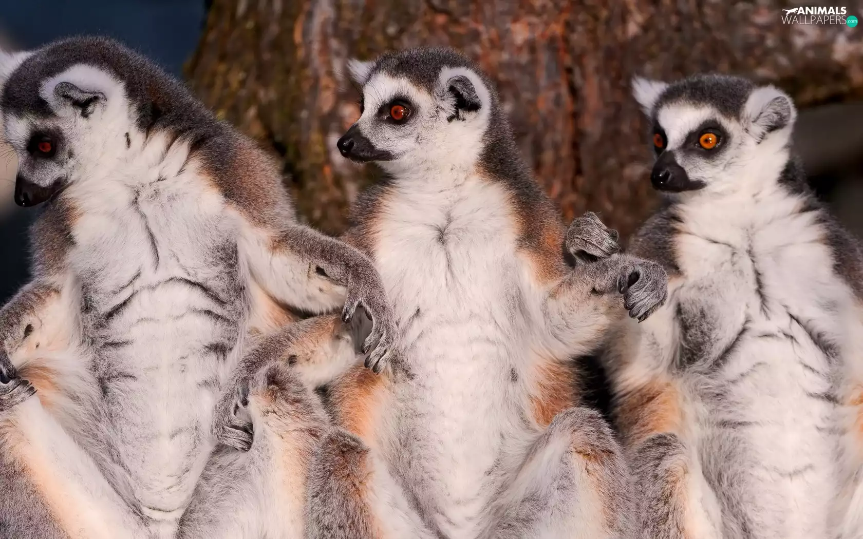 lemurs