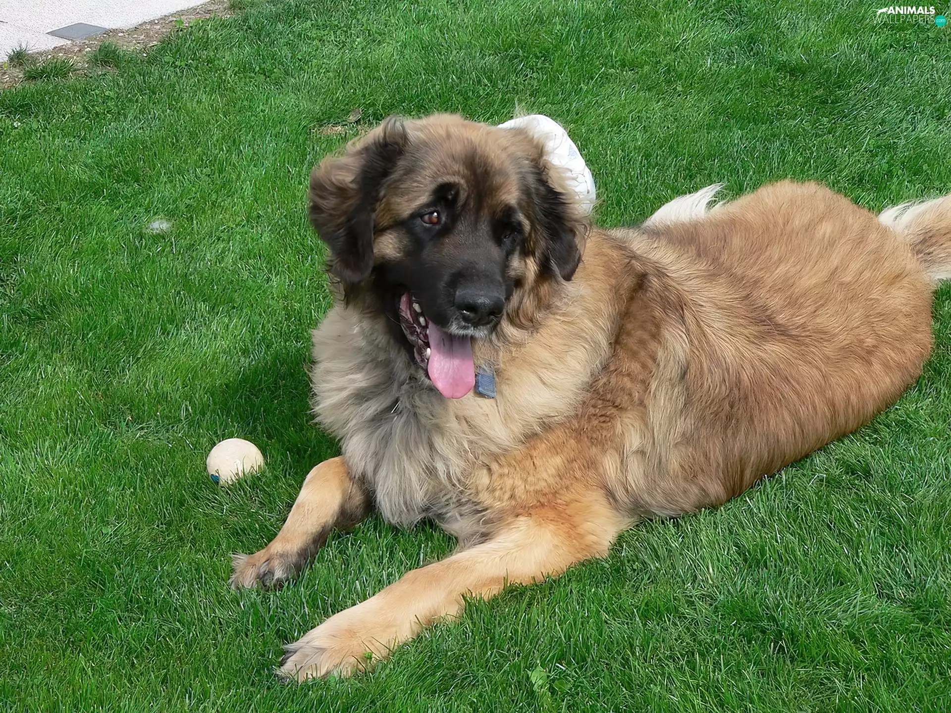 Leonberger, the ball