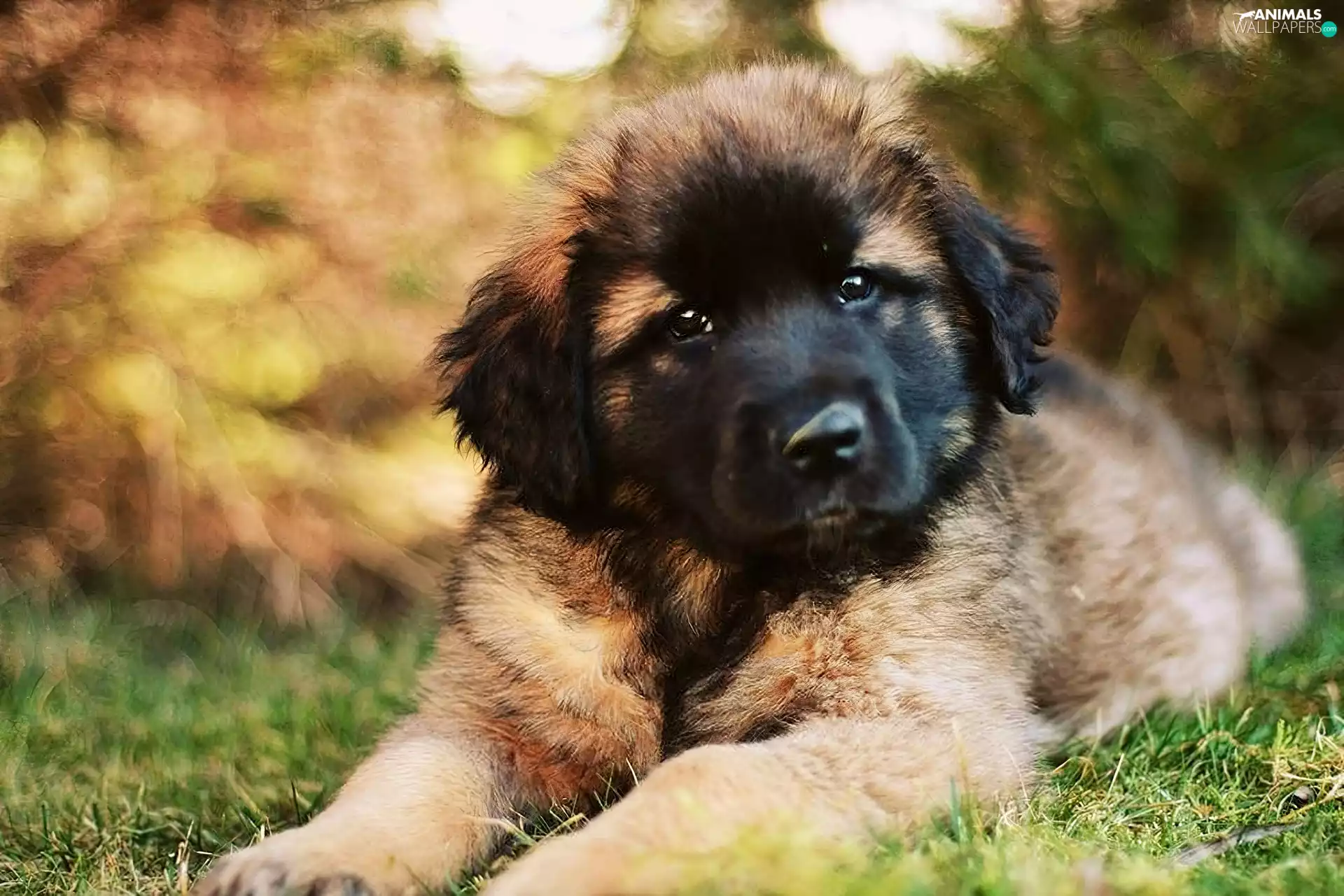 Leonberger, Brown, dog