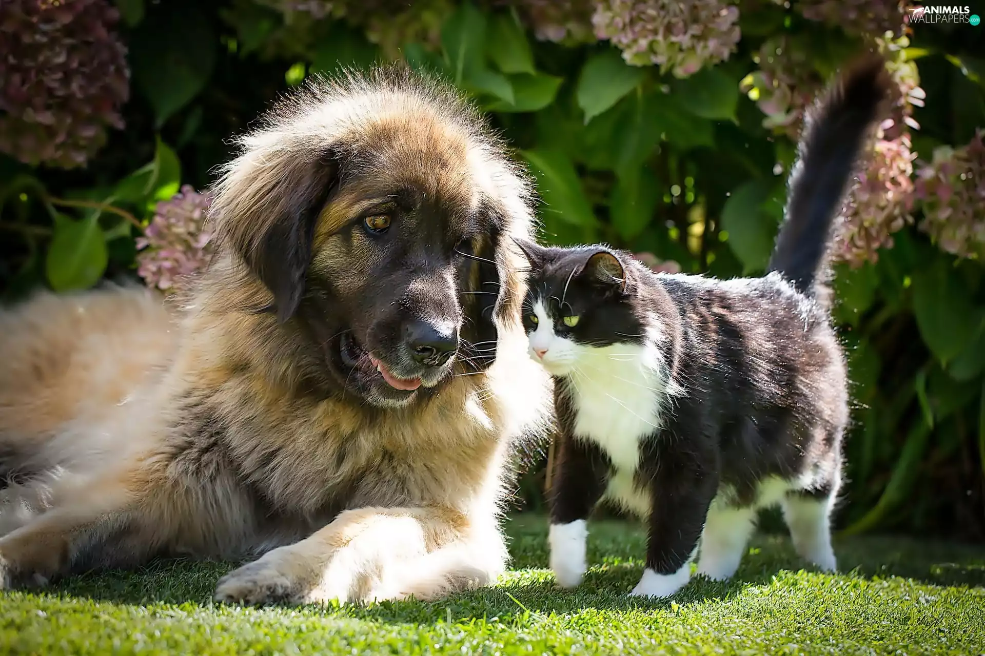 hydrangea, Leonberger, dog, Garden, kitten