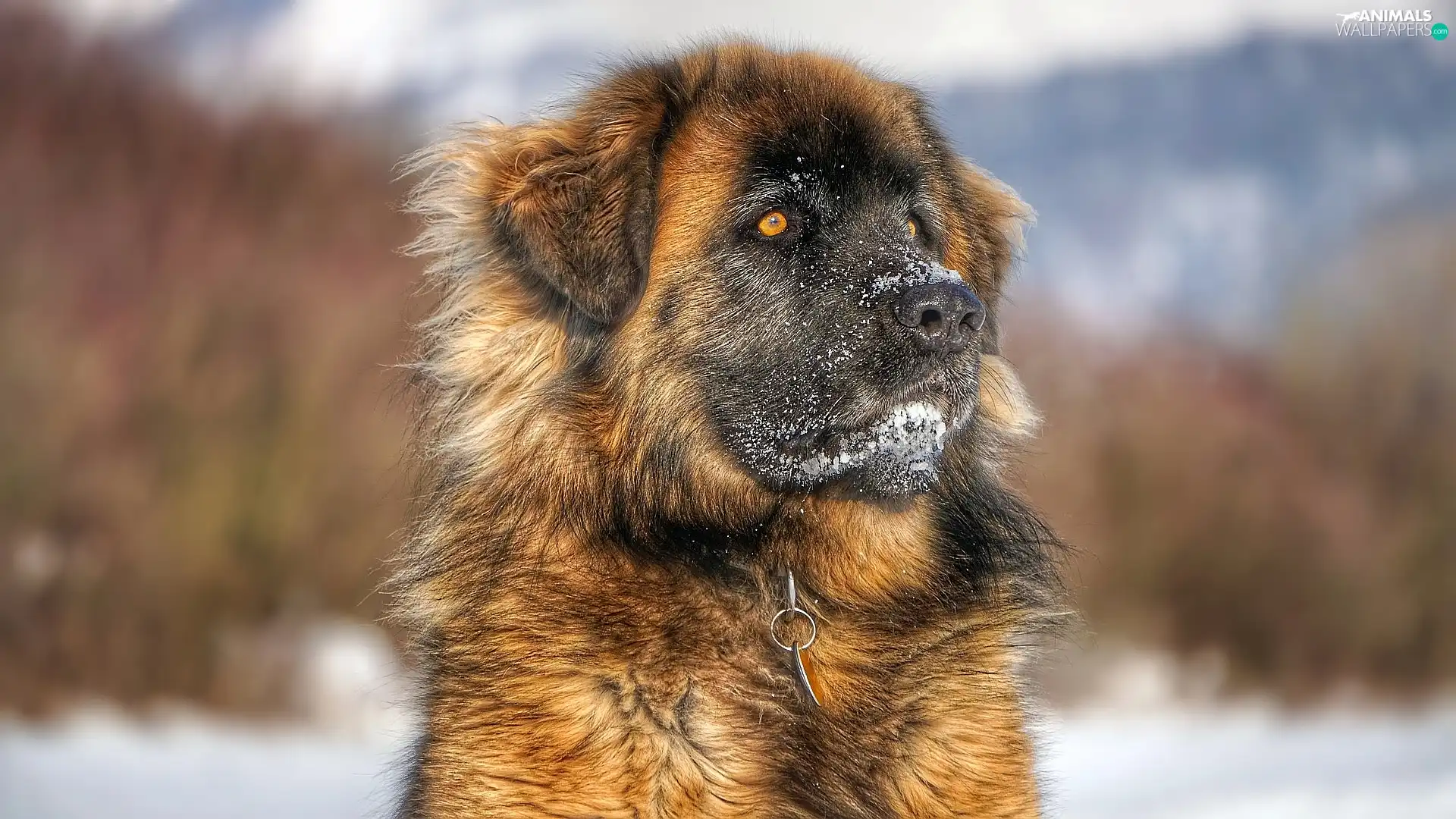 dog, Leonberger