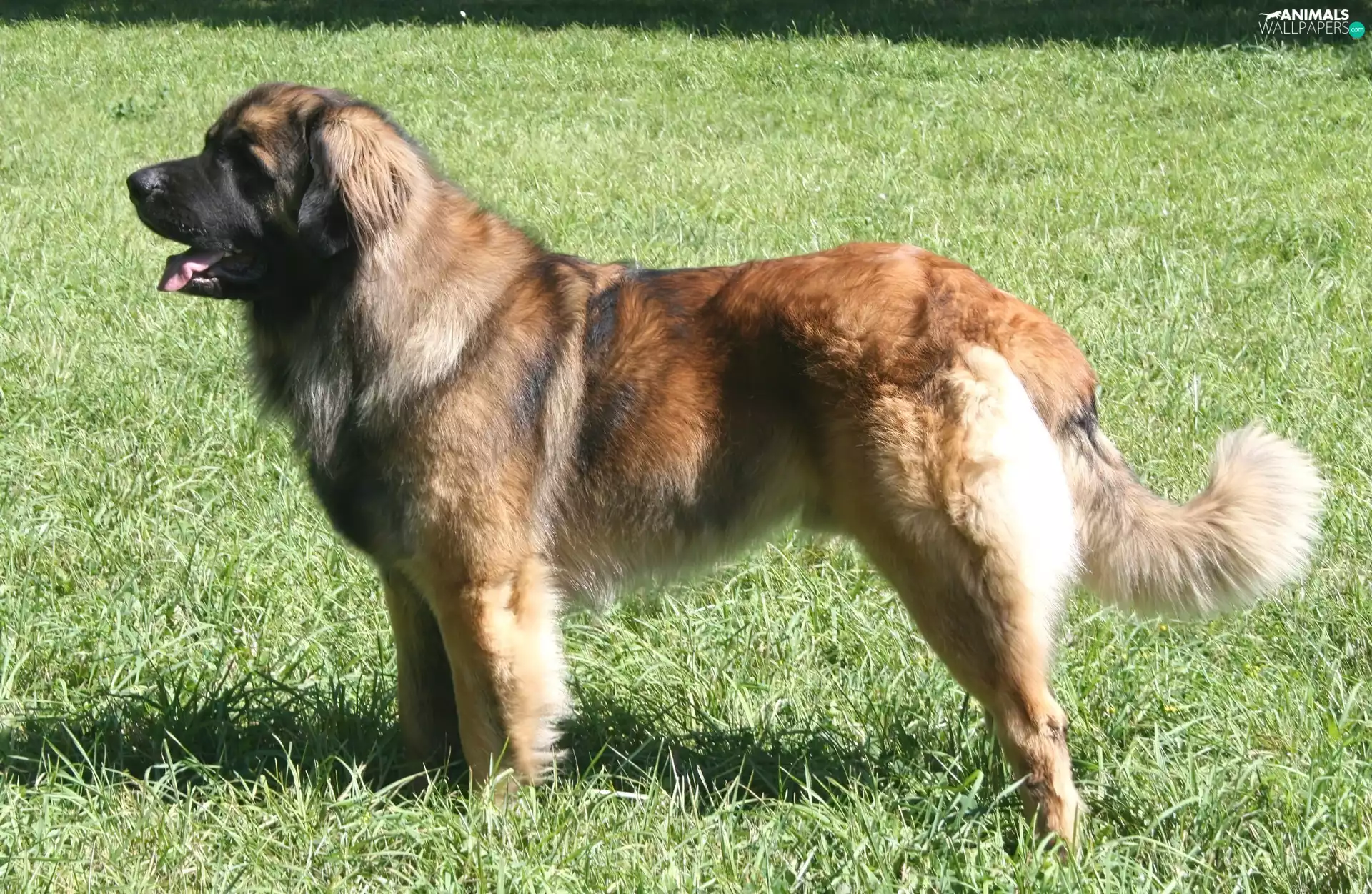 Leonberger, grass