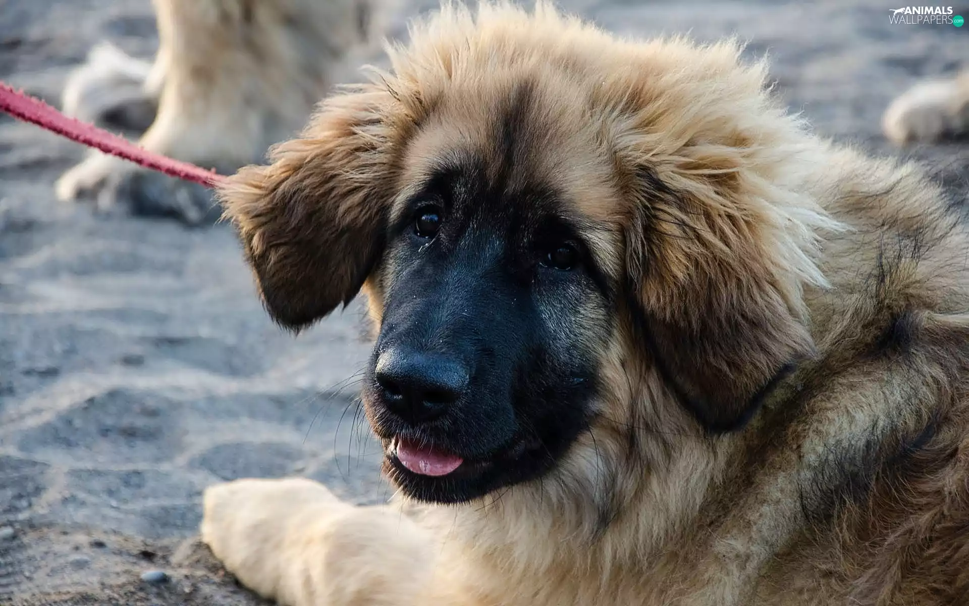 Leonberger, Puppy, Leash