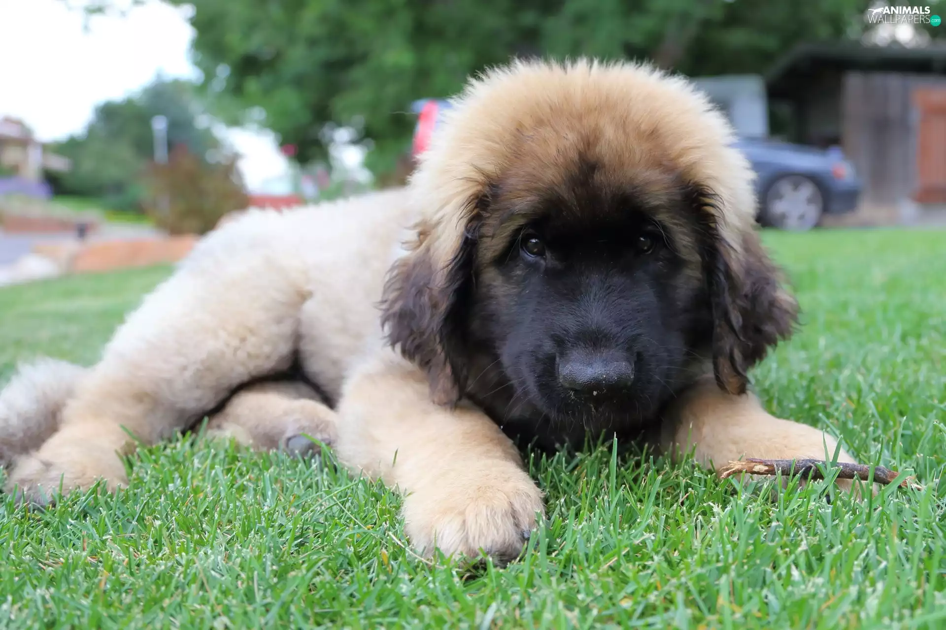 Leonberger Puppy