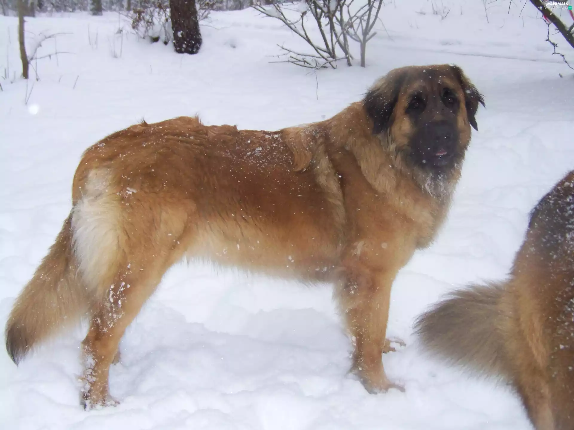 Leonberger, snow